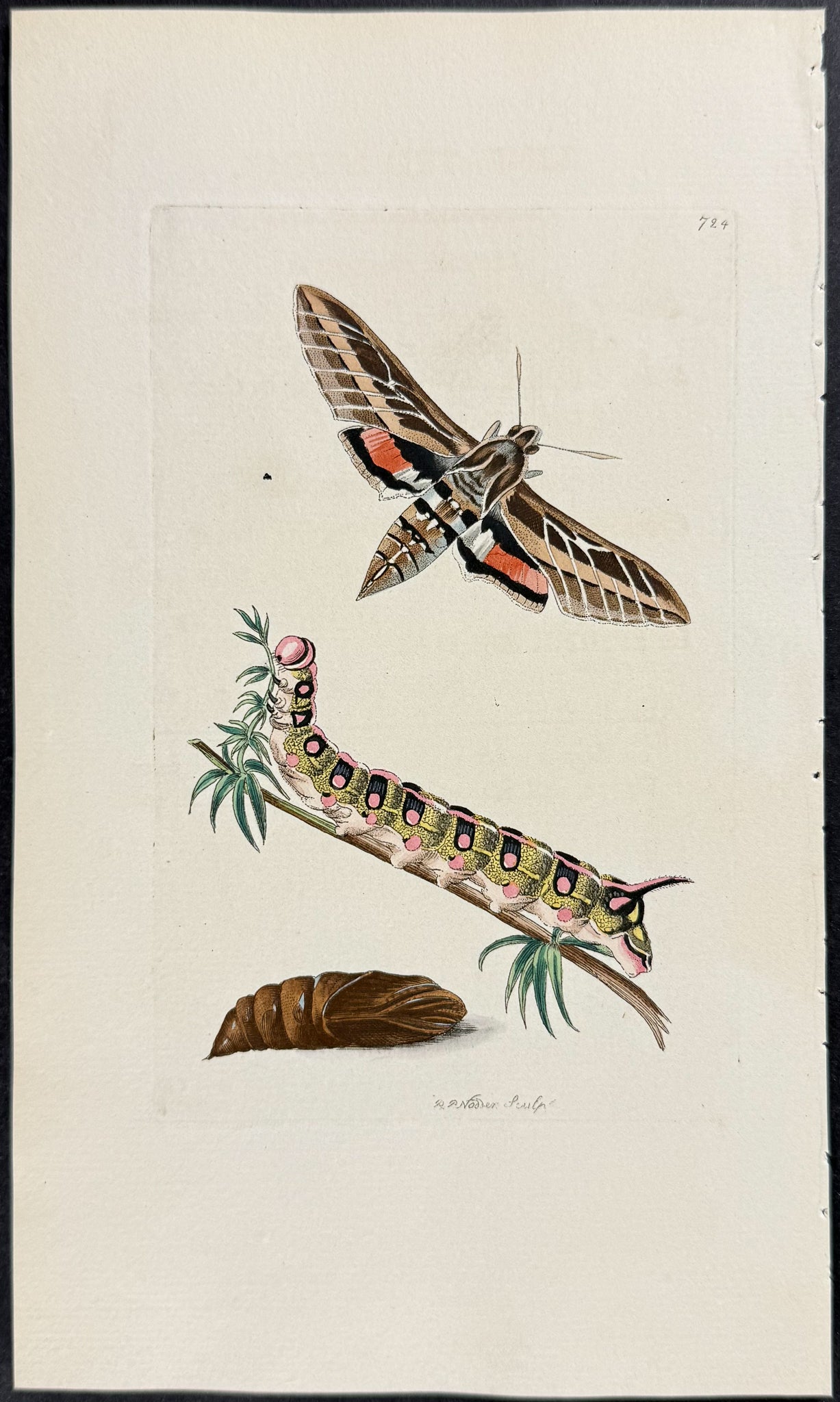 Lineated Sphinx Moth Metamorphosis