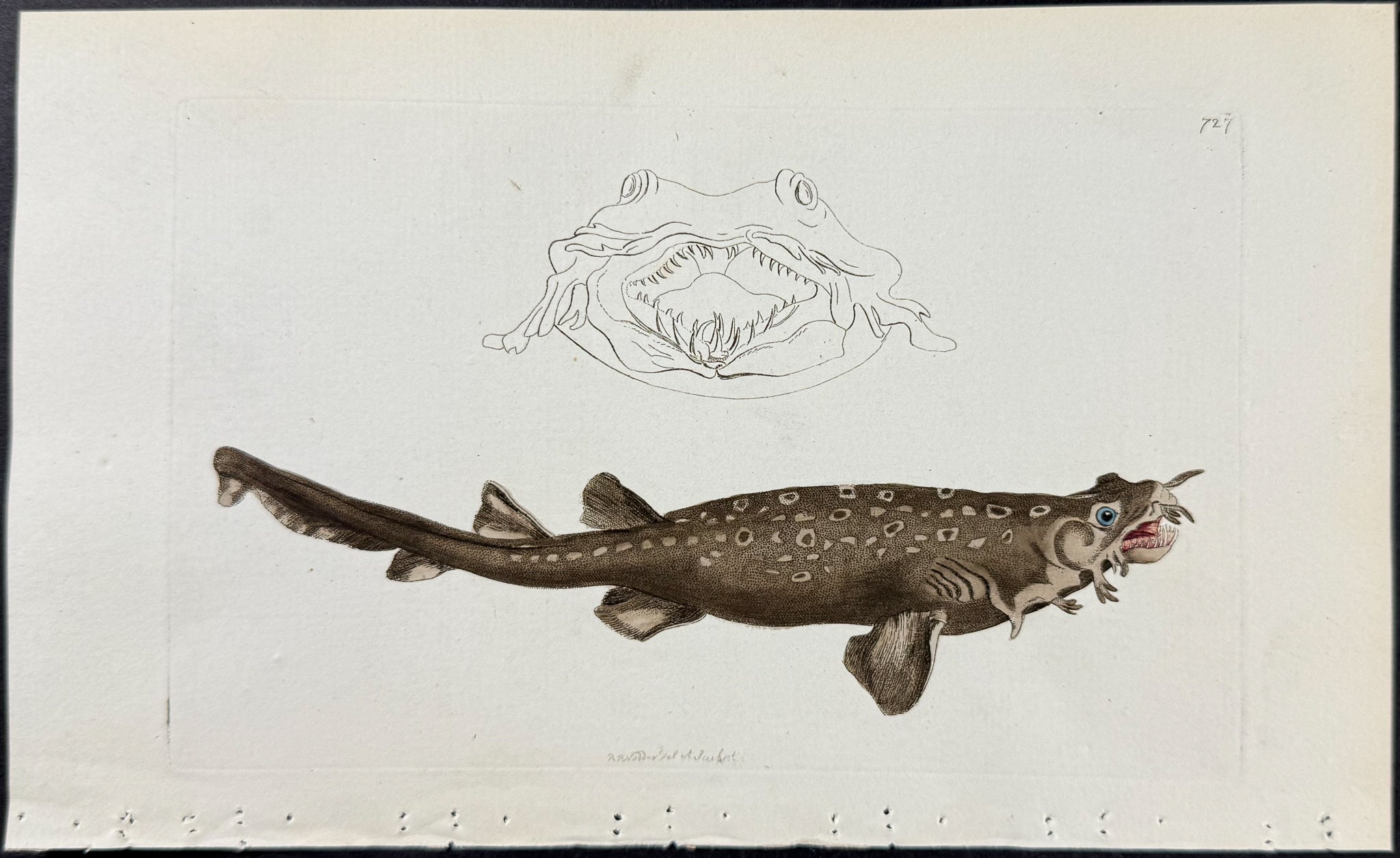 Appendiculated Shark