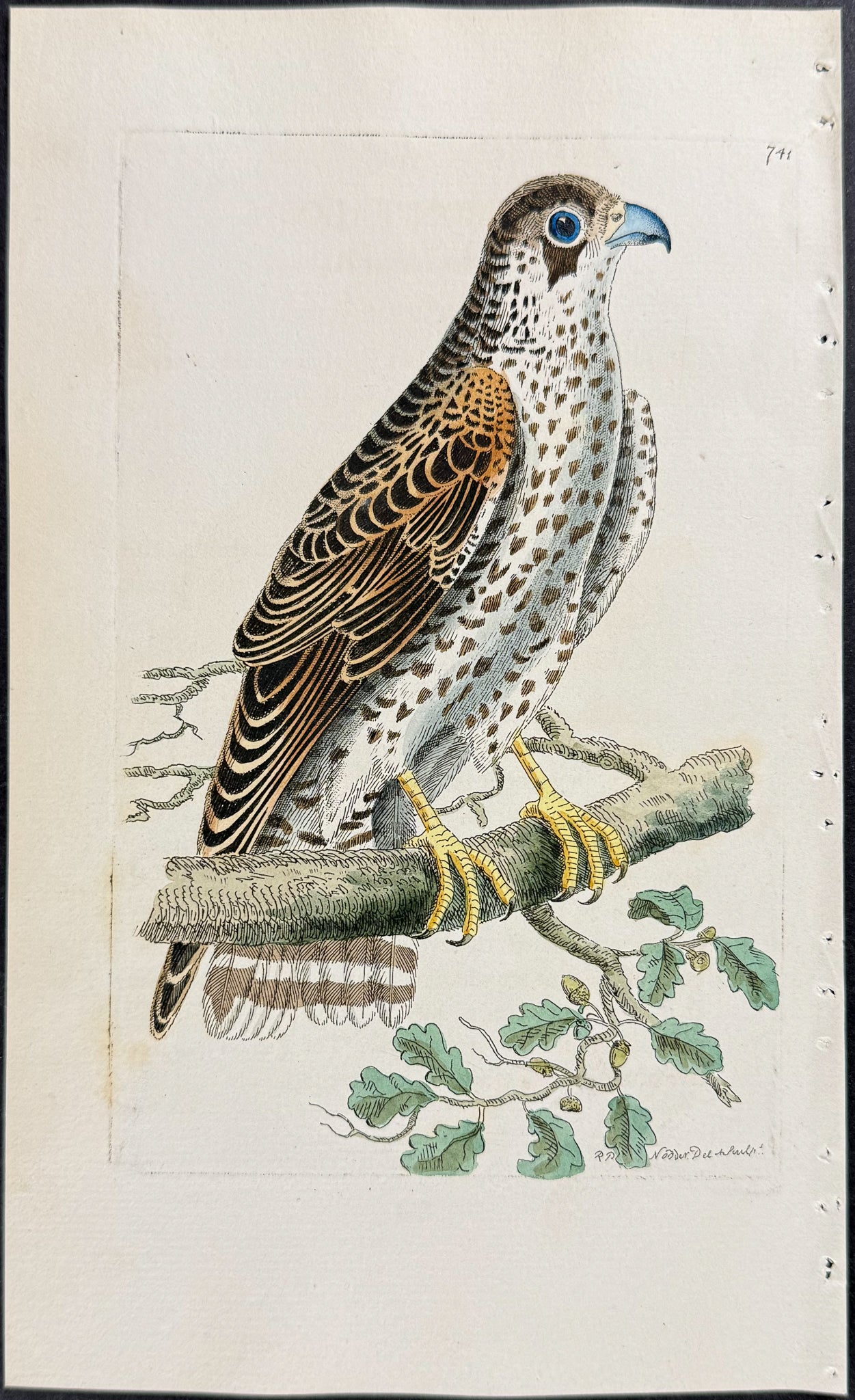 Common Falcon