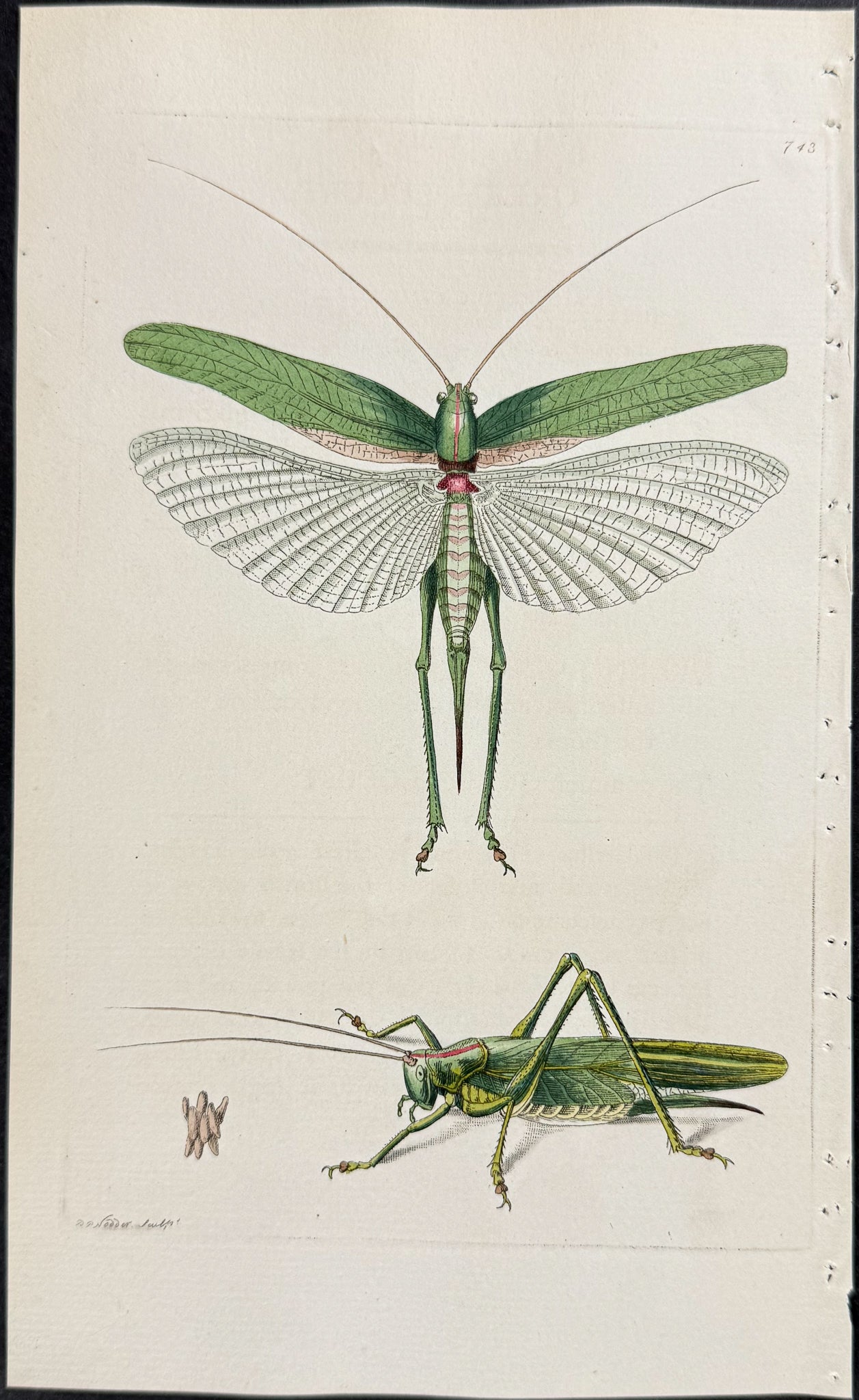 Green Locust
