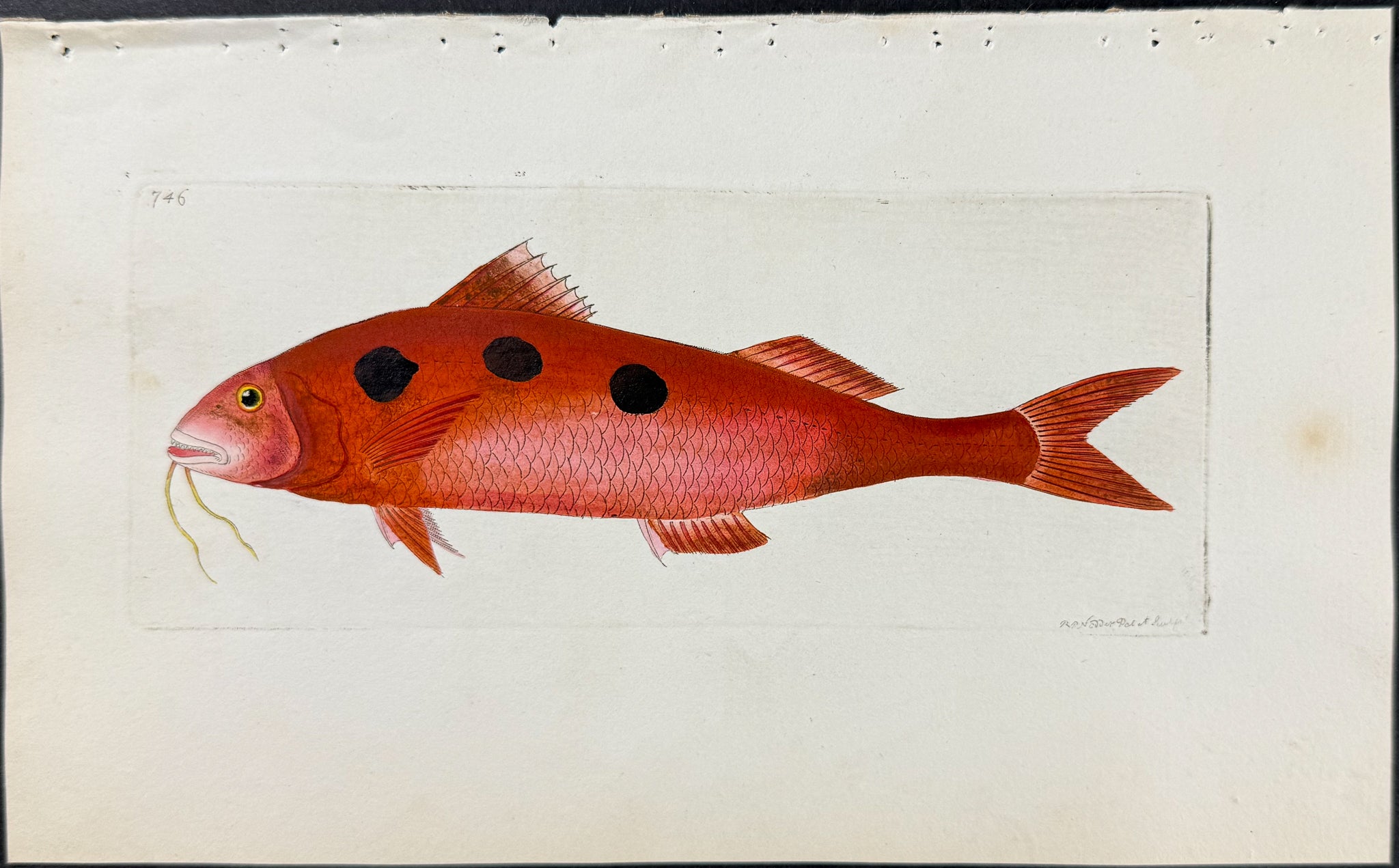 Spotted Surmullet