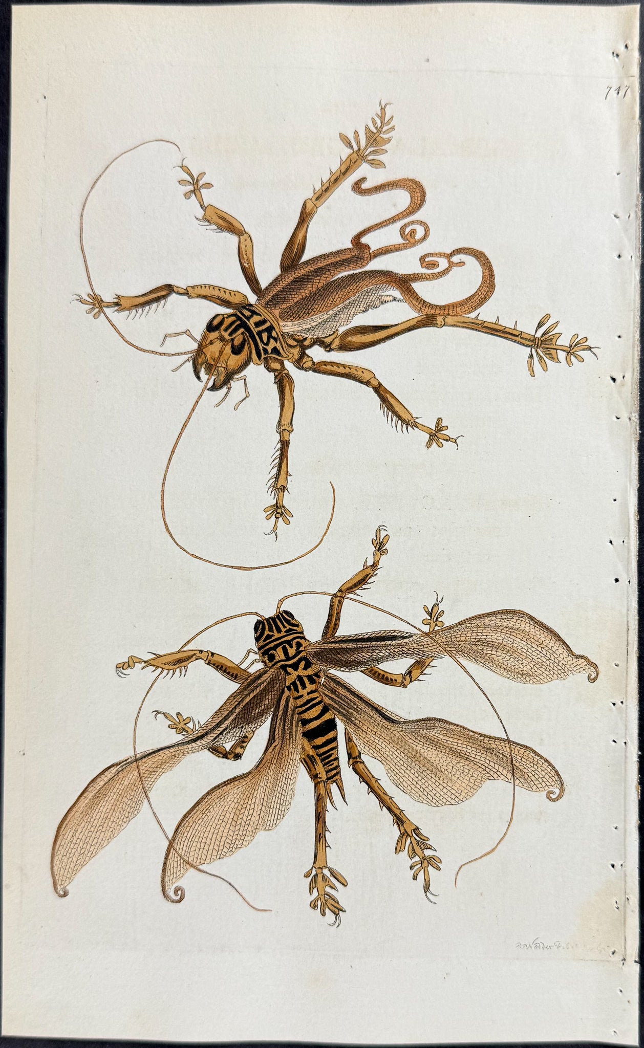 Spiral-winged Locust