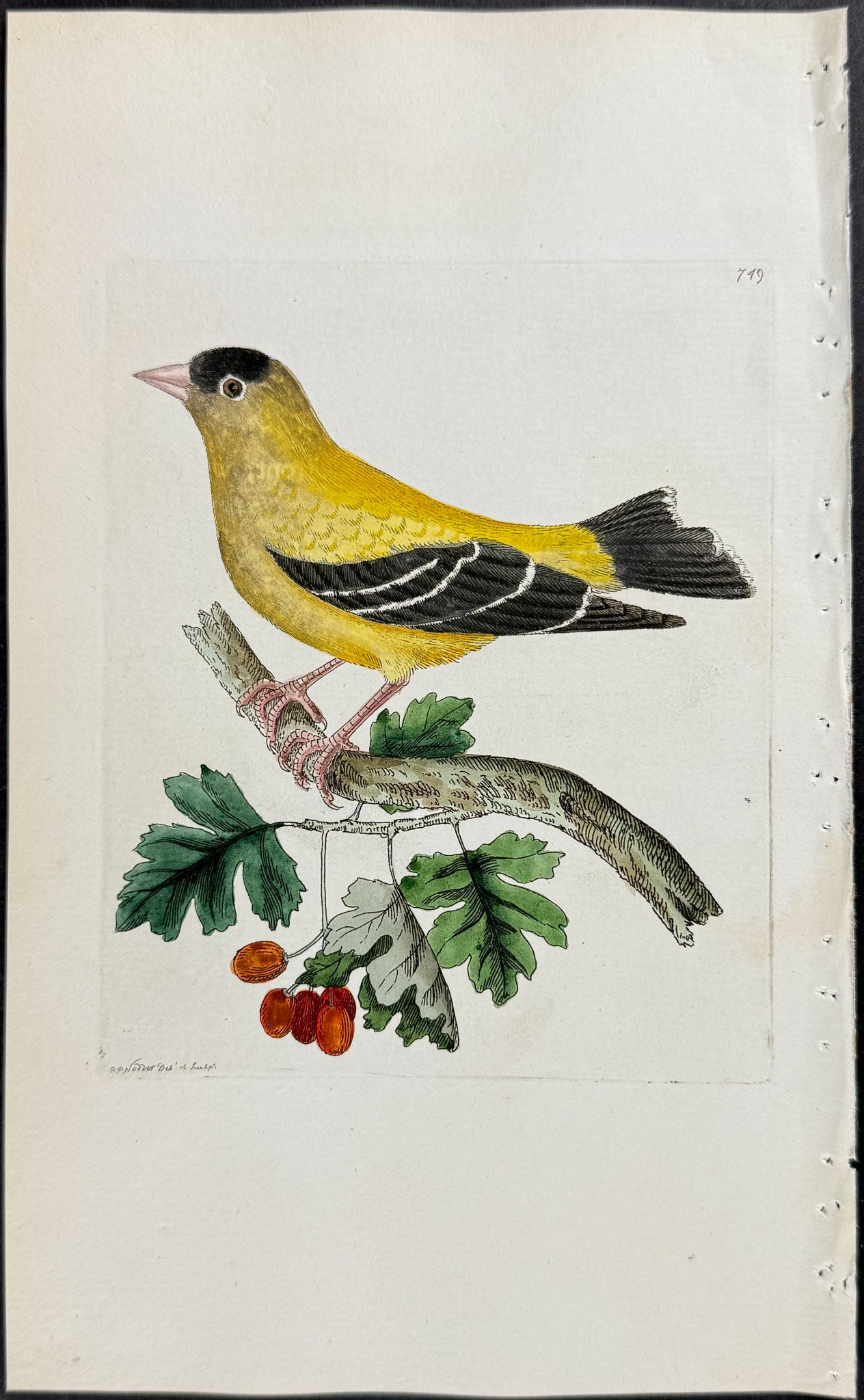 Golden Finch