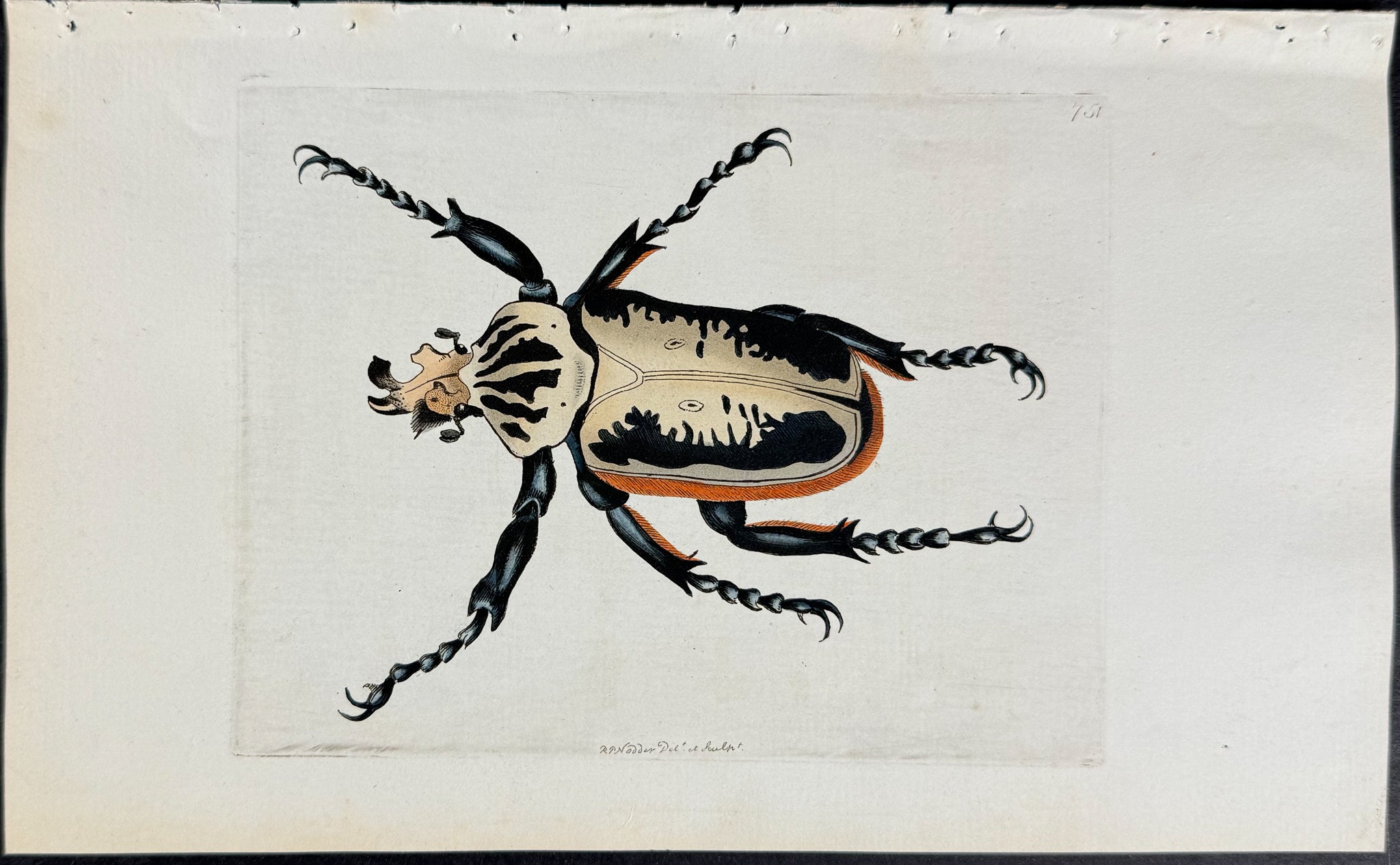 Goliath Beetle
