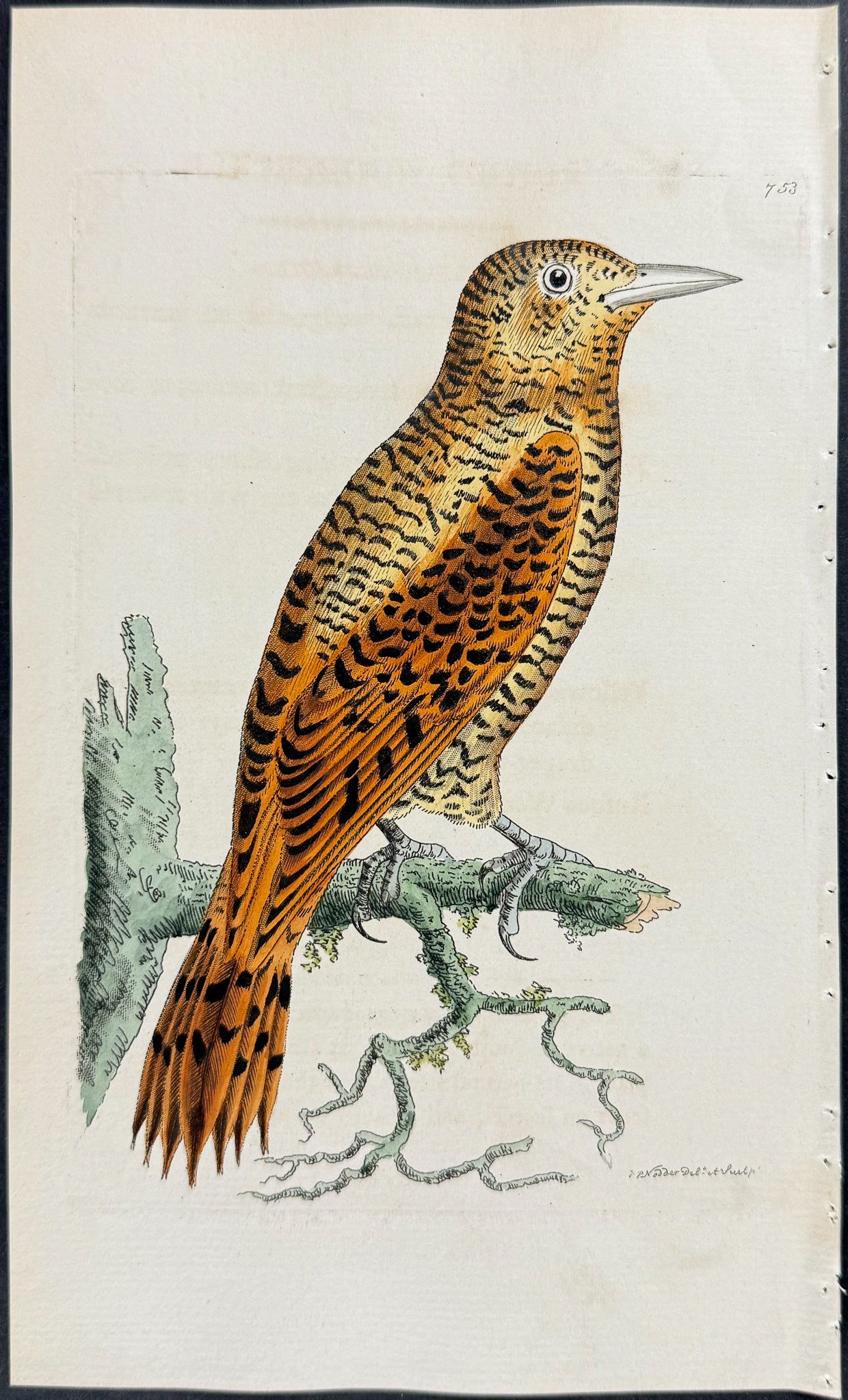 Rufous Woodpecker