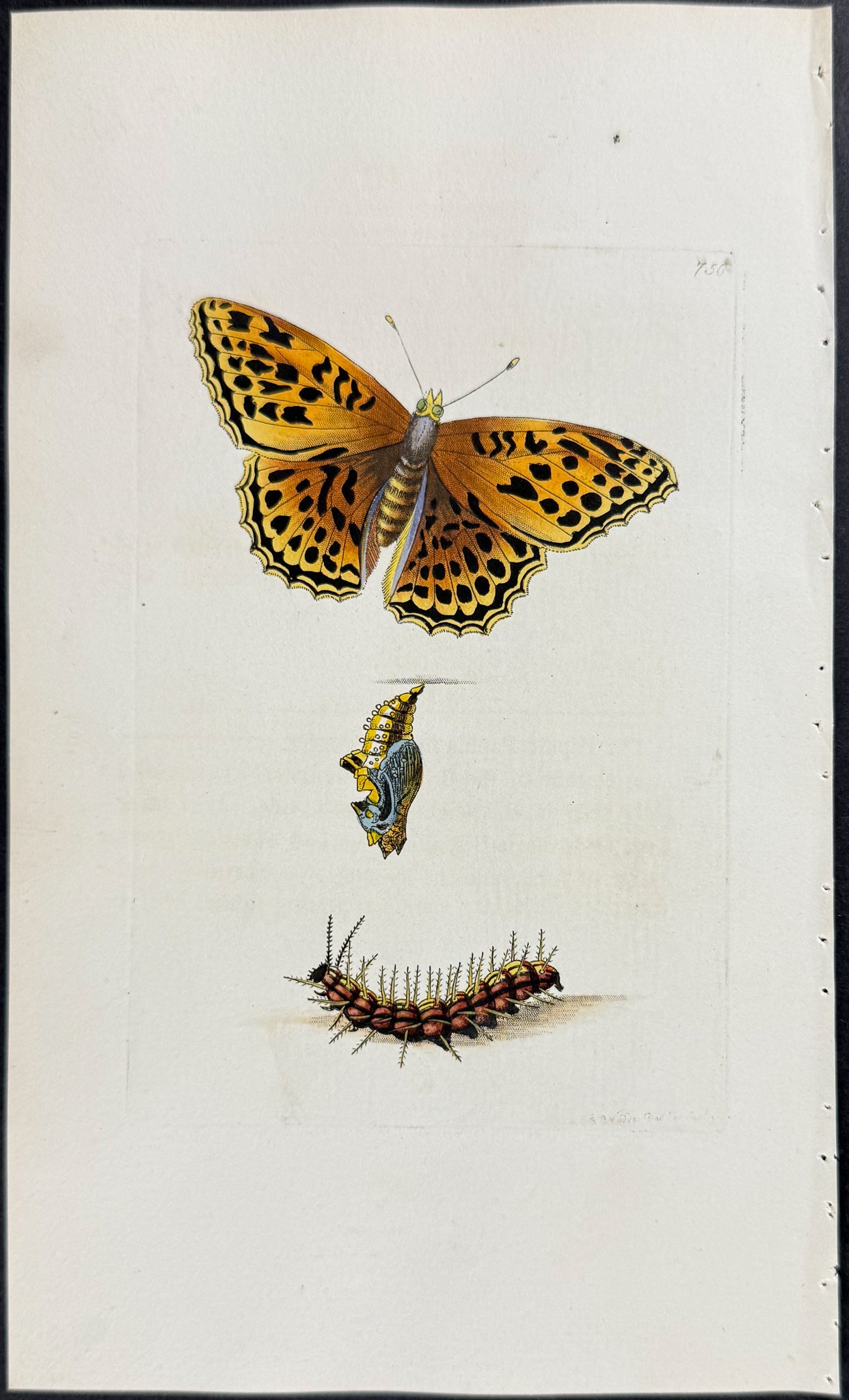 Butterfly Metamorphosis