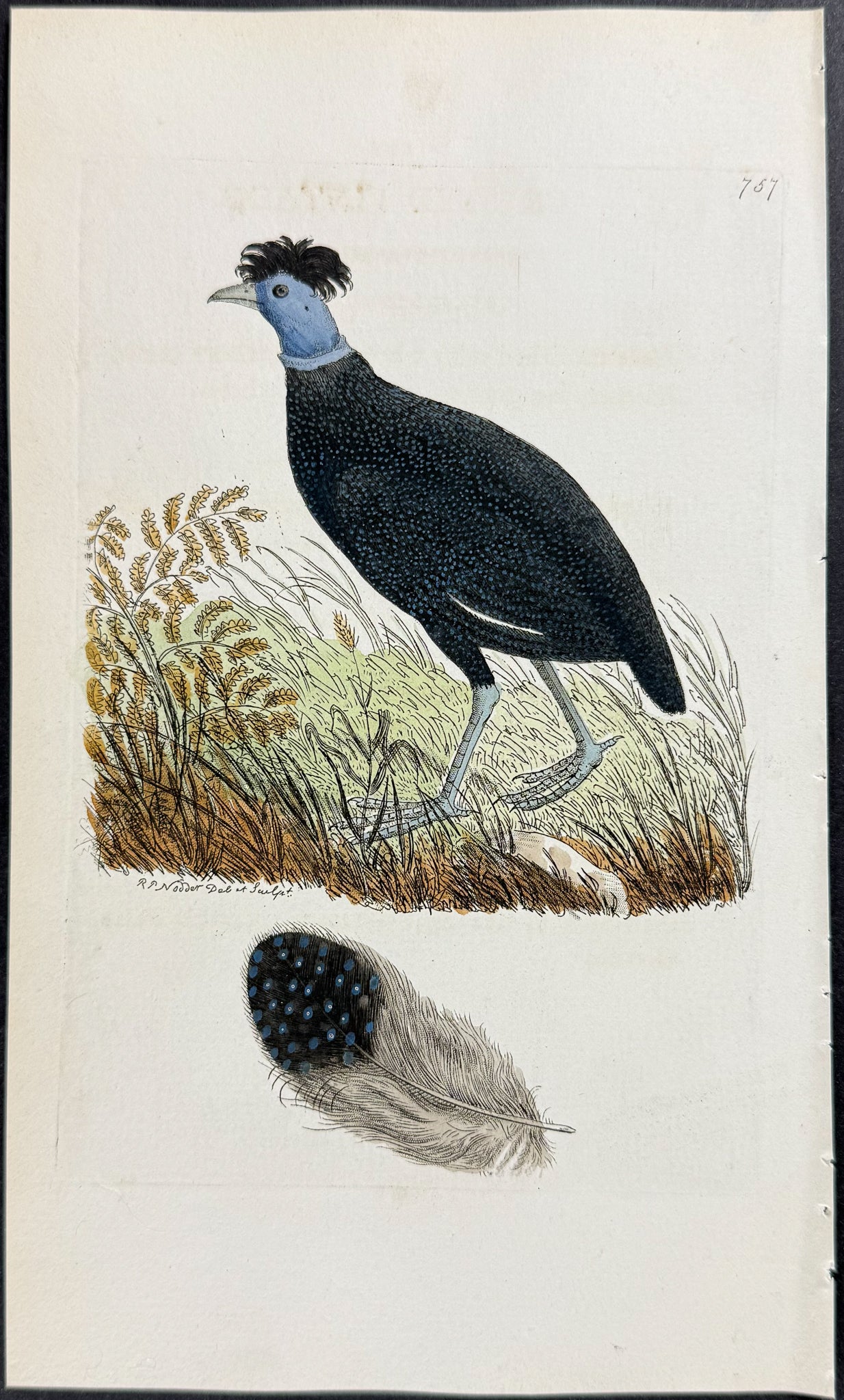 Crested Pintado