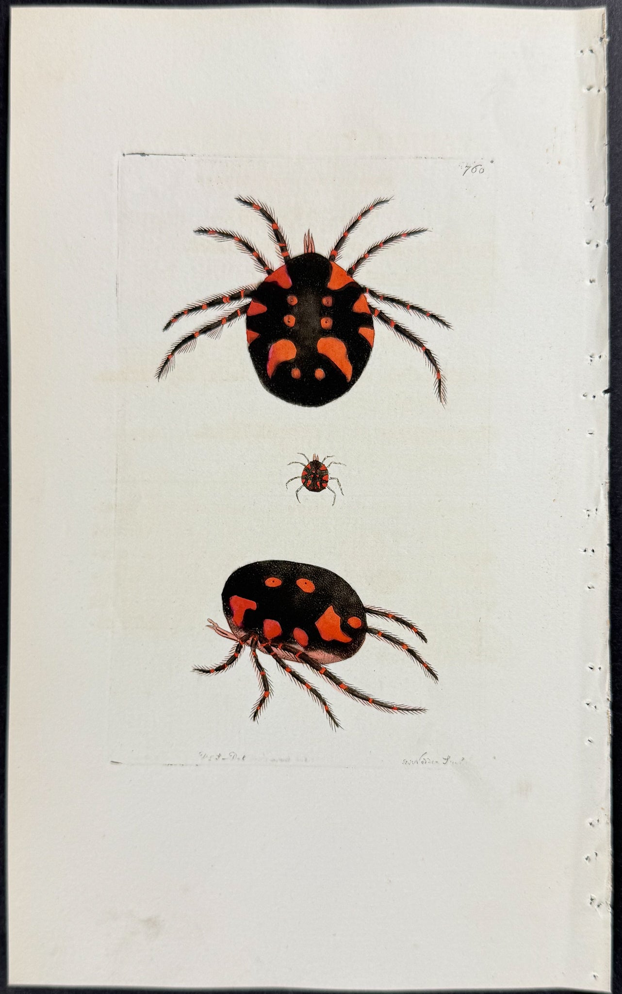 Labrus Guttulatus