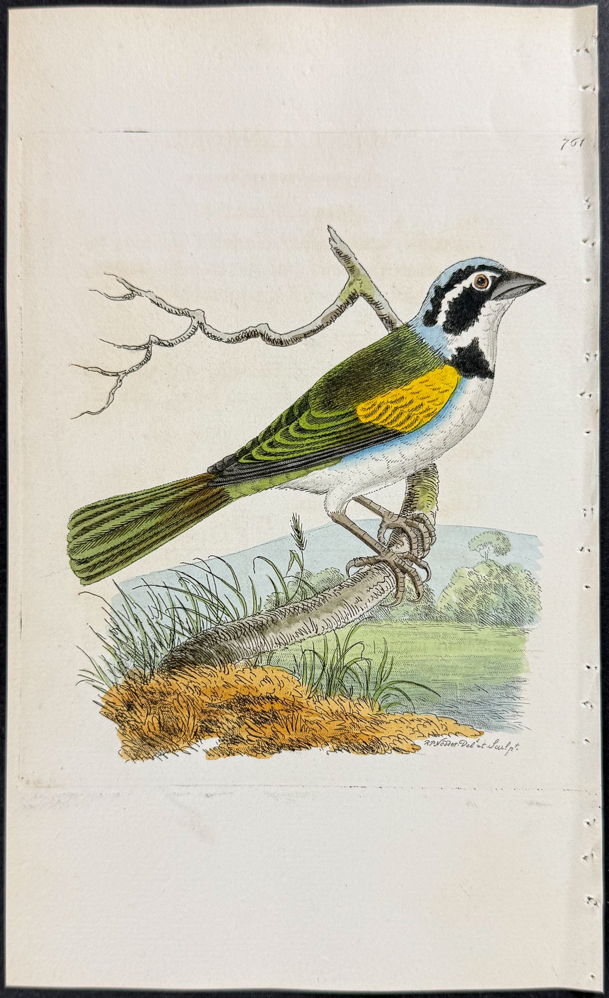 Silent Tanager