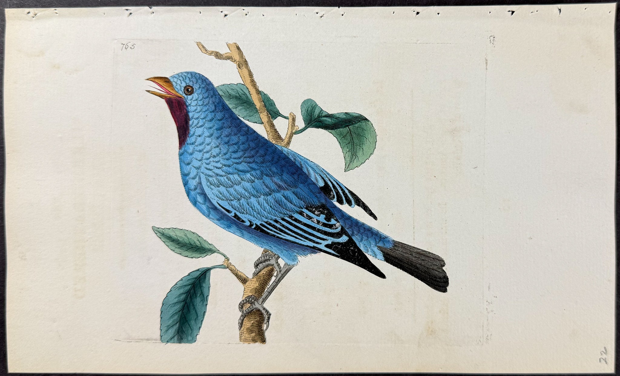 Silken-feathered Chatterer