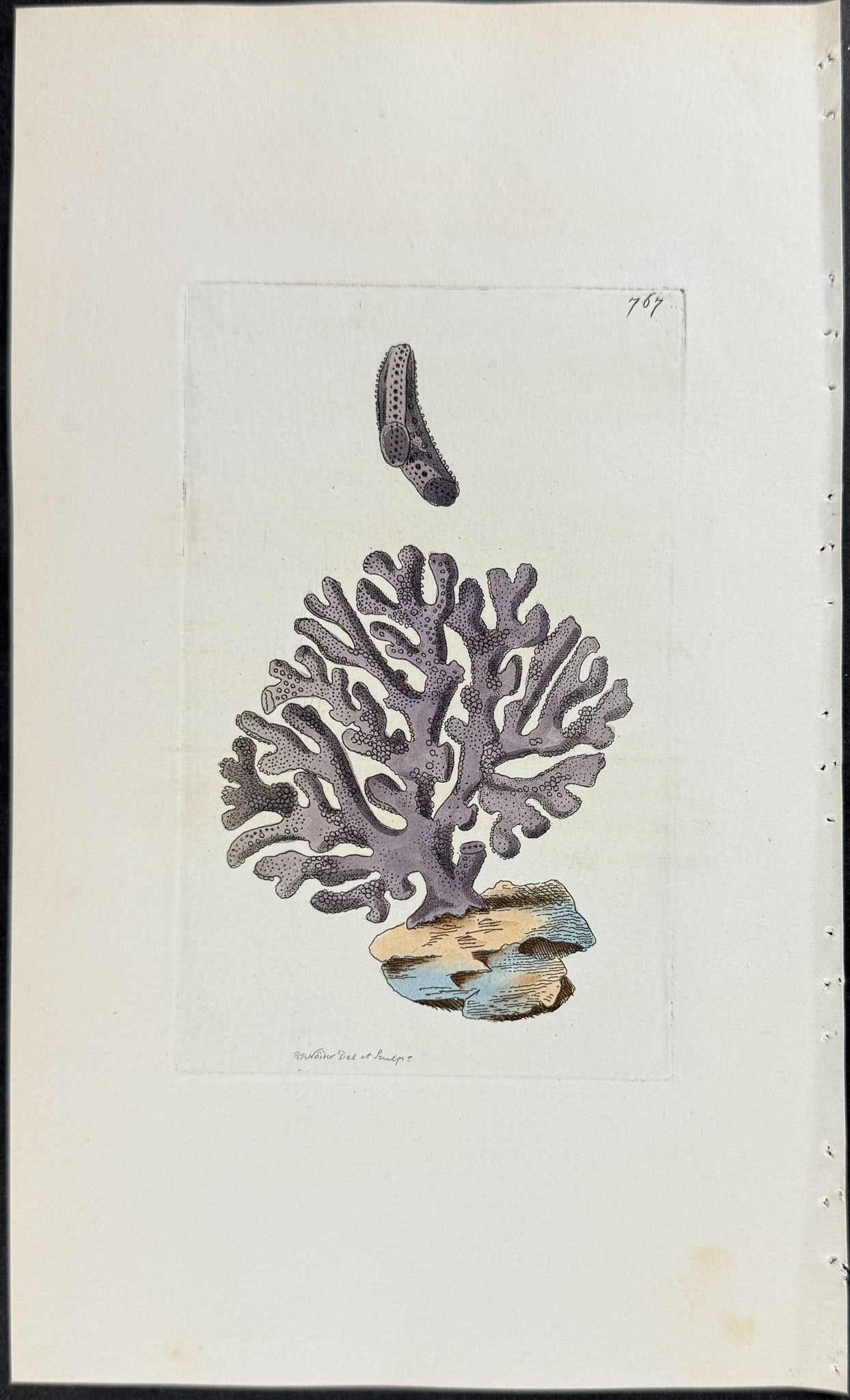Violaceous Millepore or Coral
