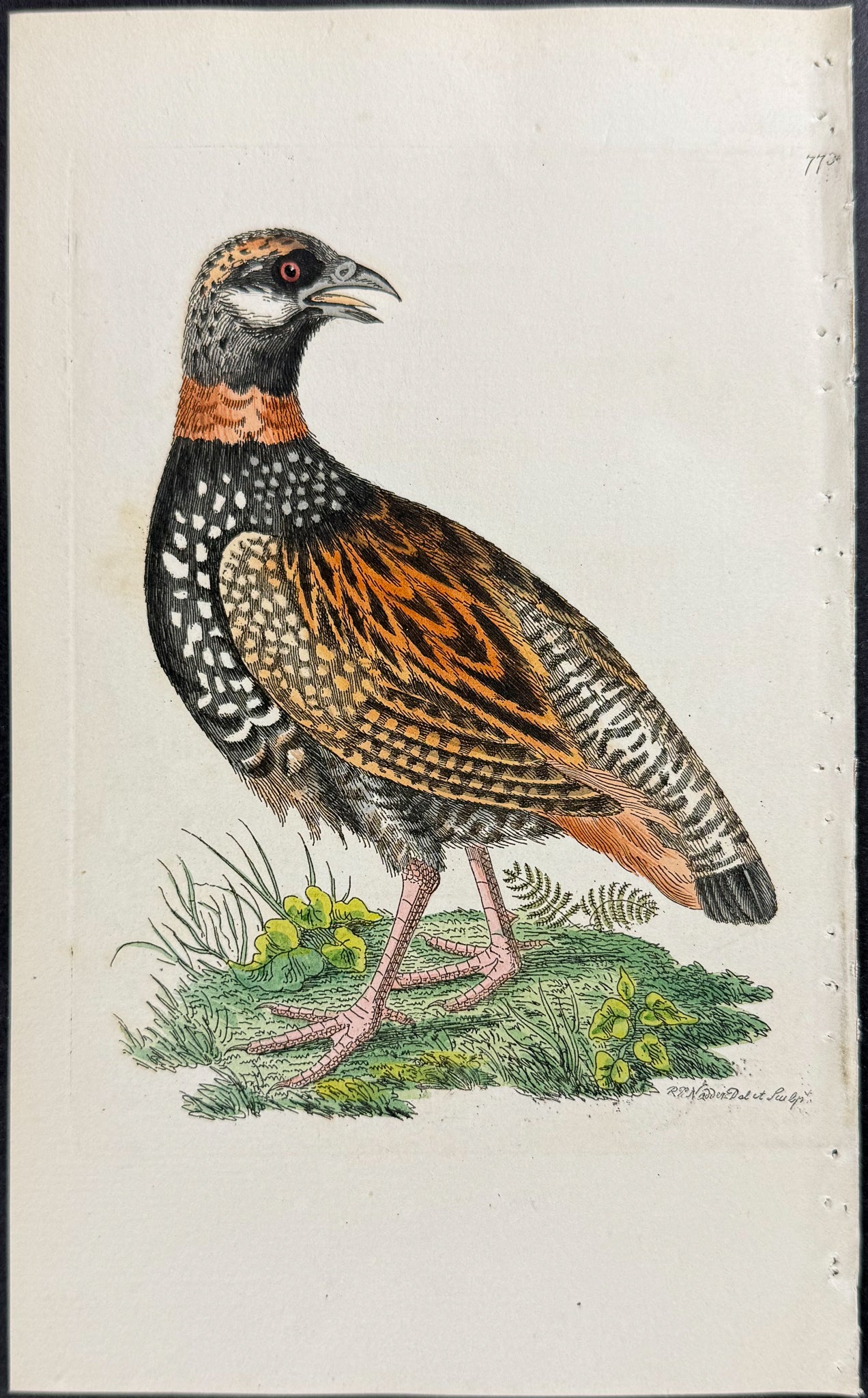 Francolin
