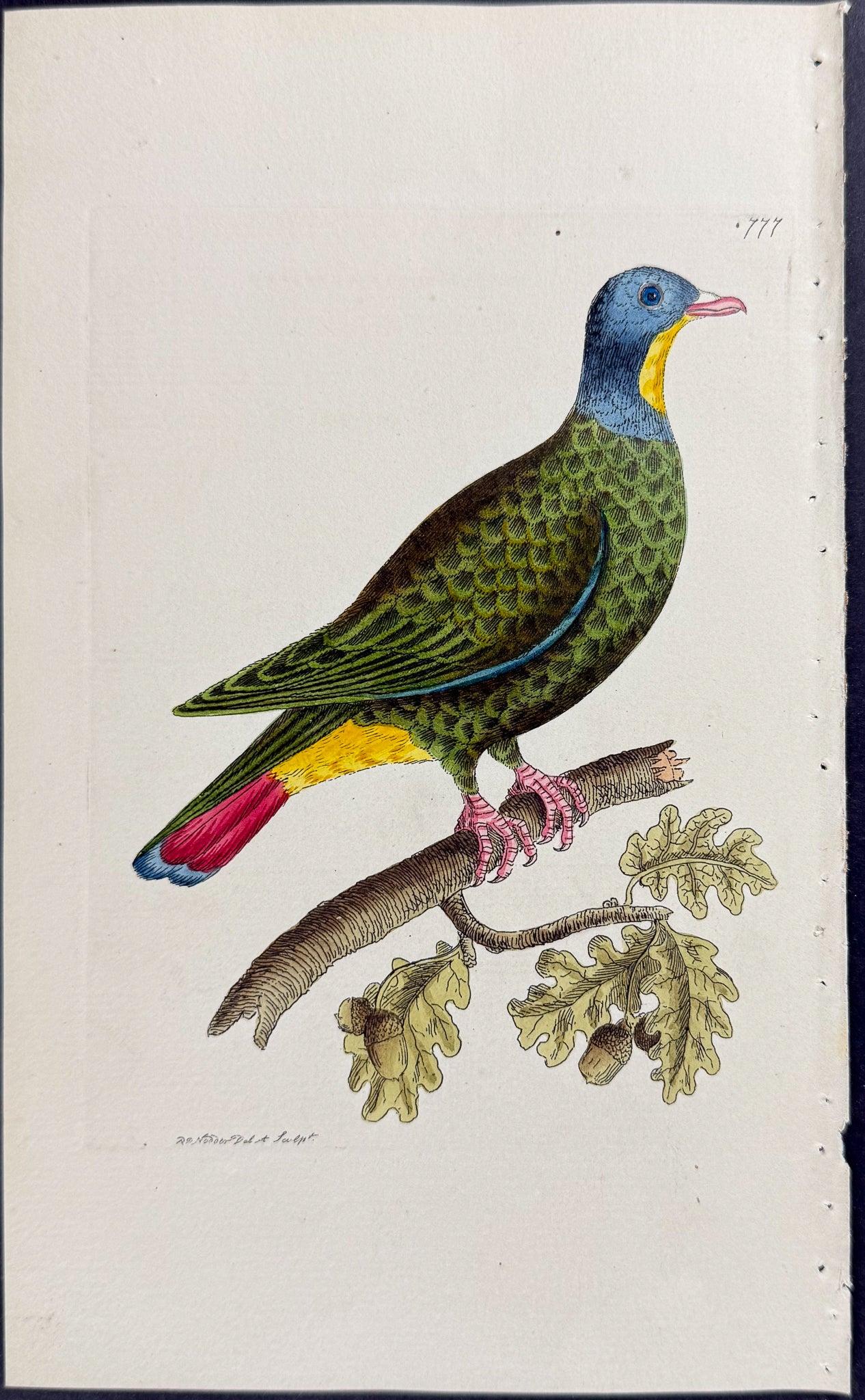 Black-capped Pigeon