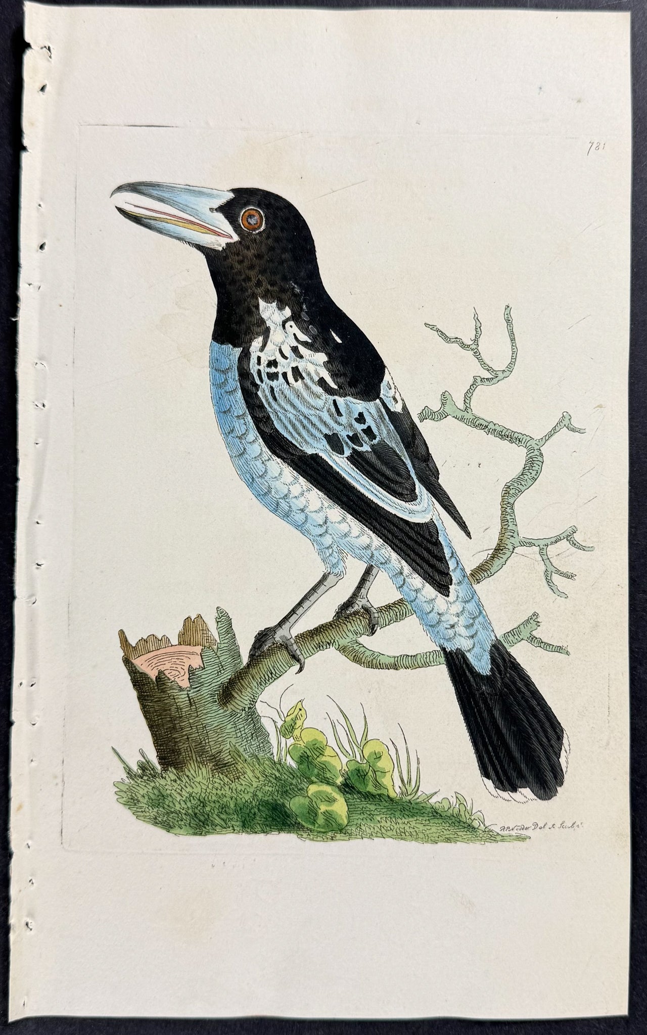 Pied Roller