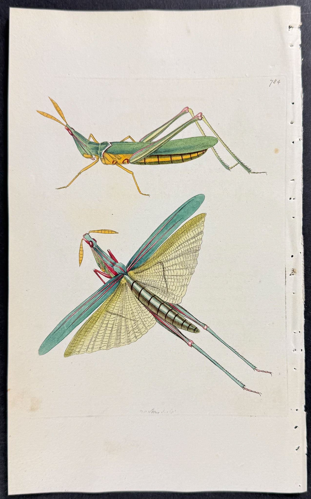 Long-fronted Locust