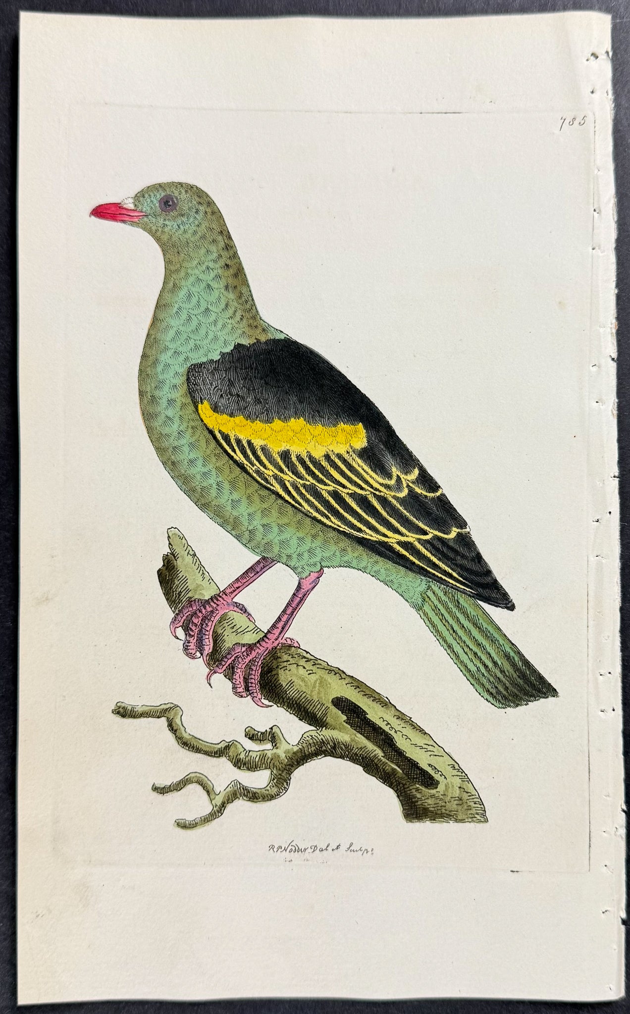 Aromatic Pigeon