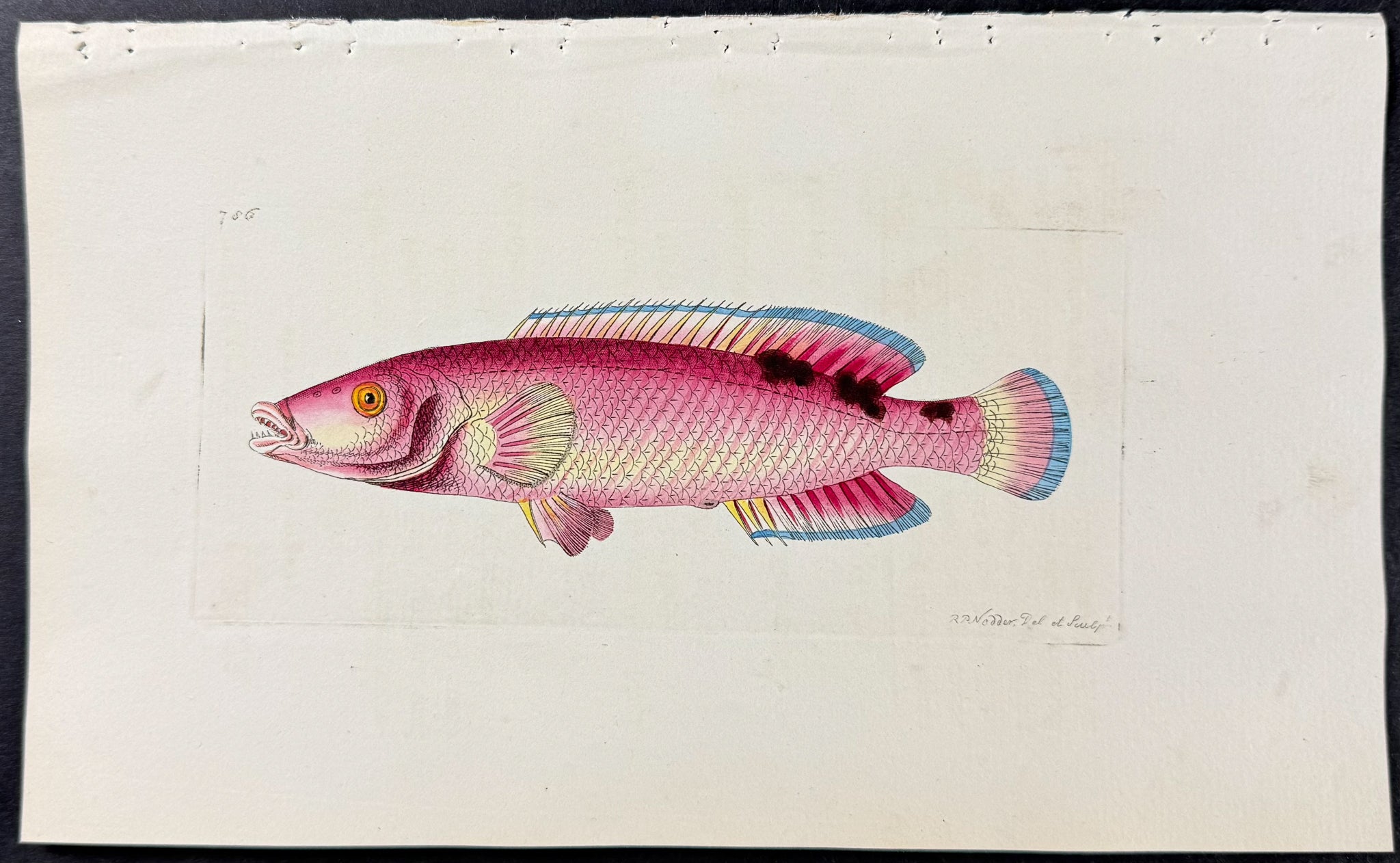 Trimaculated Labrus