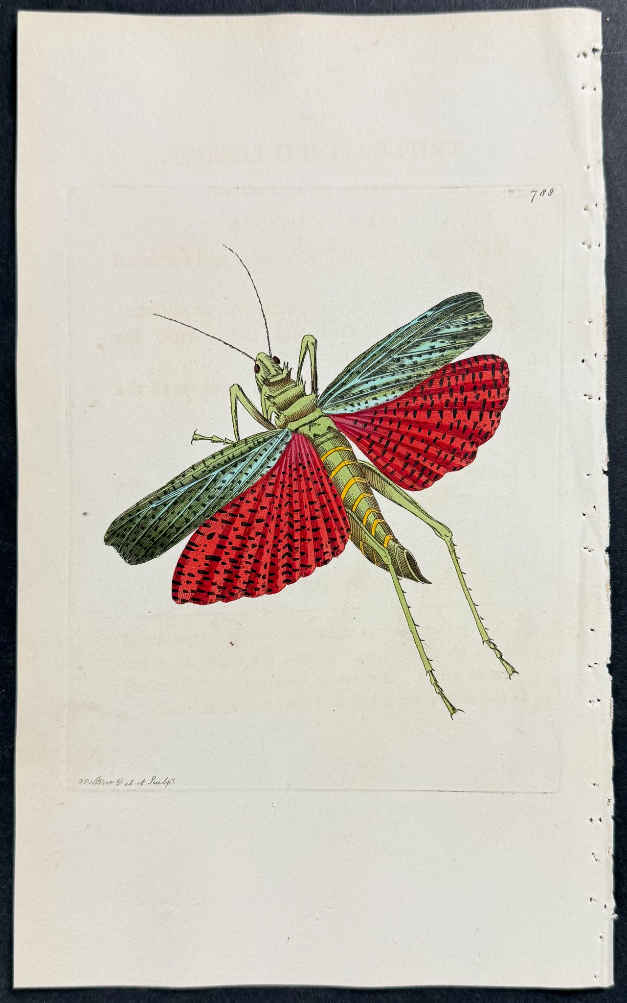 Locust