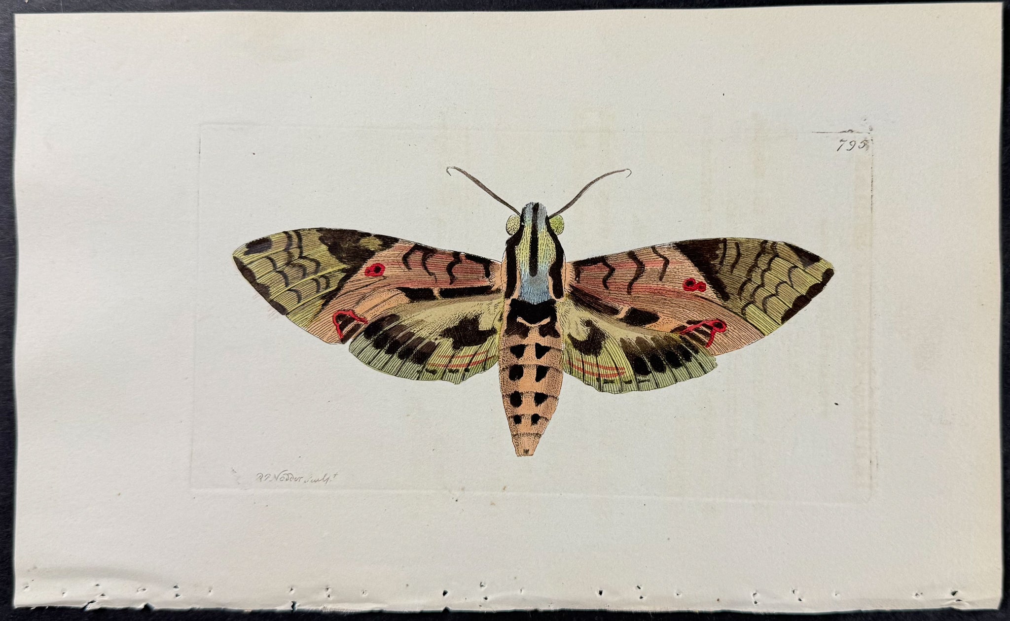 Double-Pointed Sphinx Moth