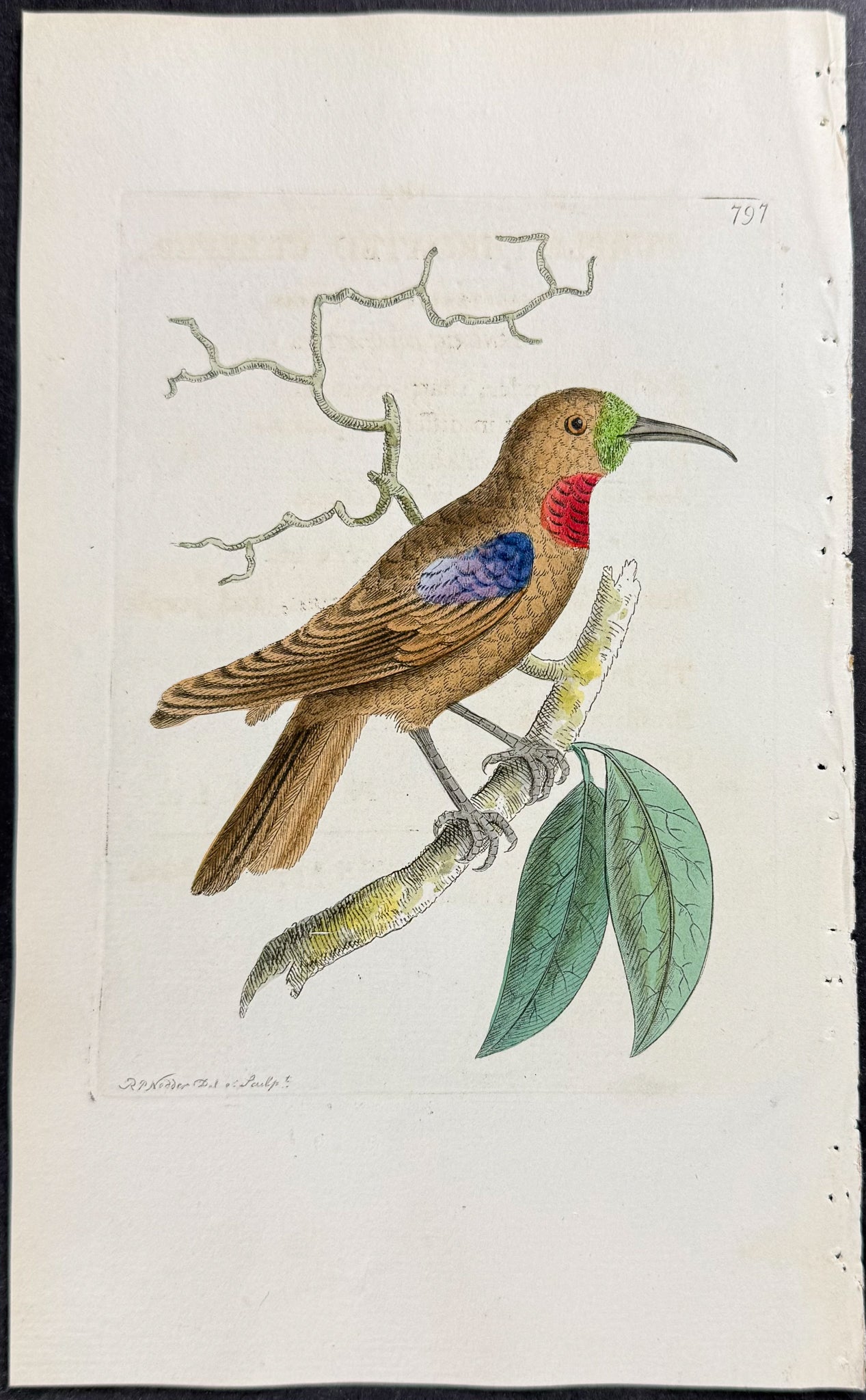 Purple-throated Creeper