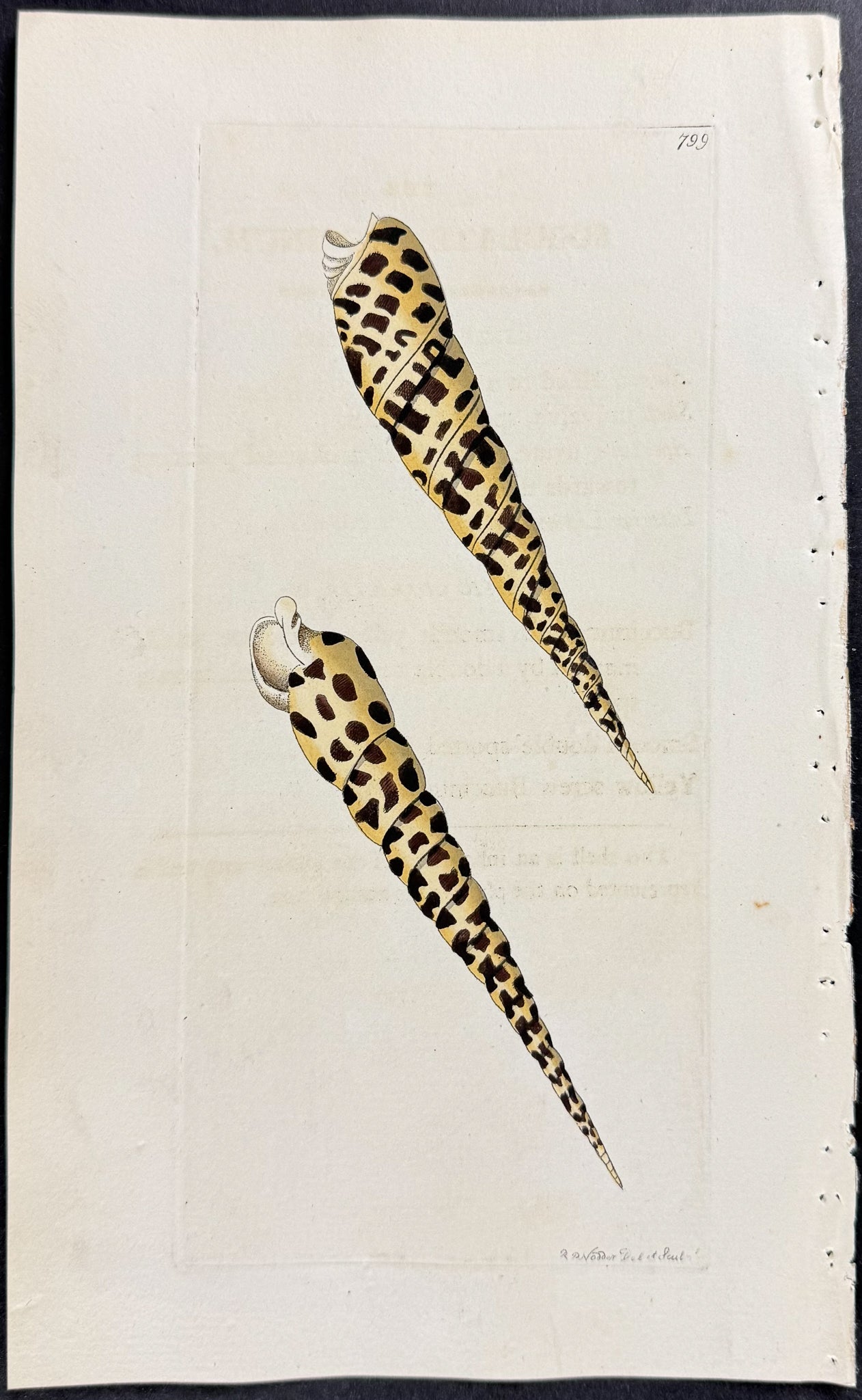 Subulate Buccinum Shell