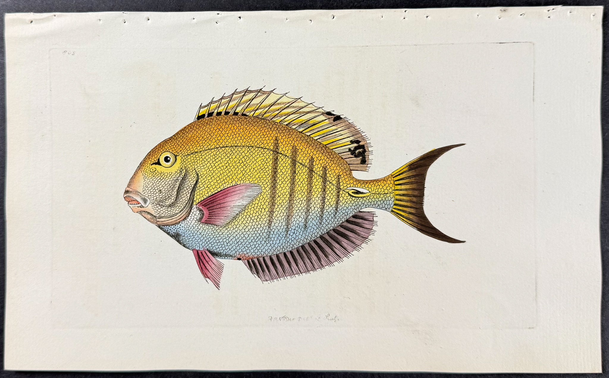 Lancet-tailed Acanthurus