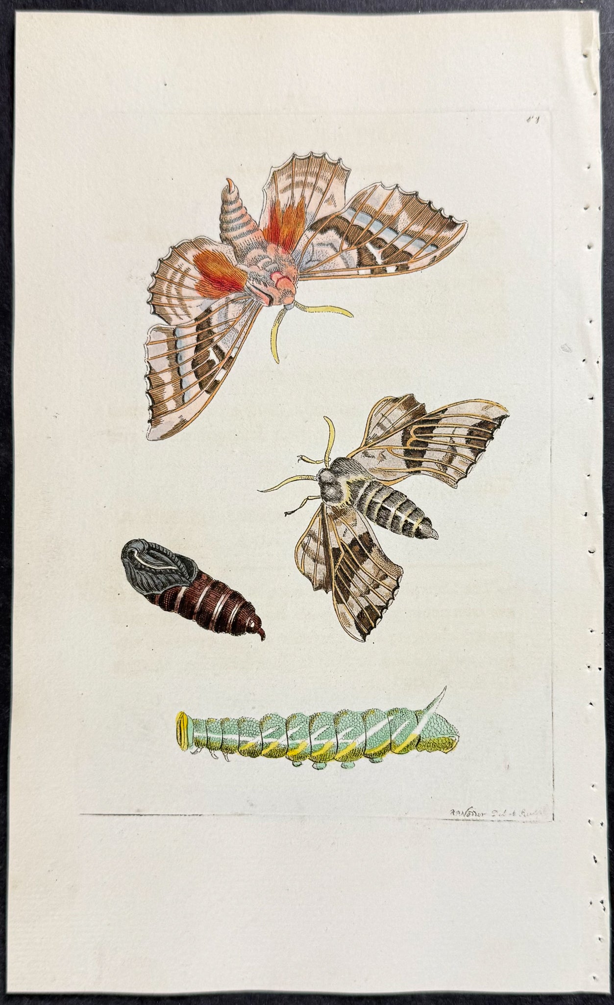 Moth Metamorphosis