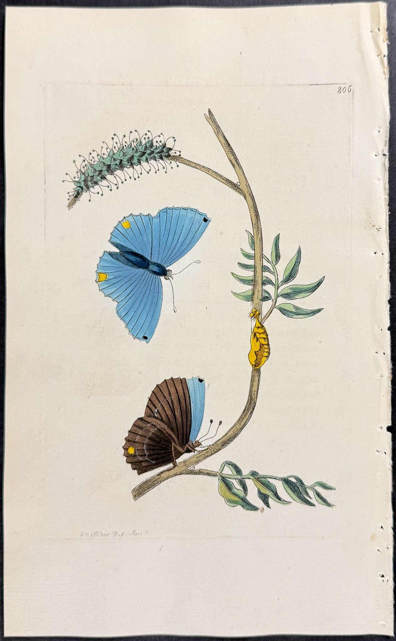 Single-Spotted Butterfly Metamorphosis