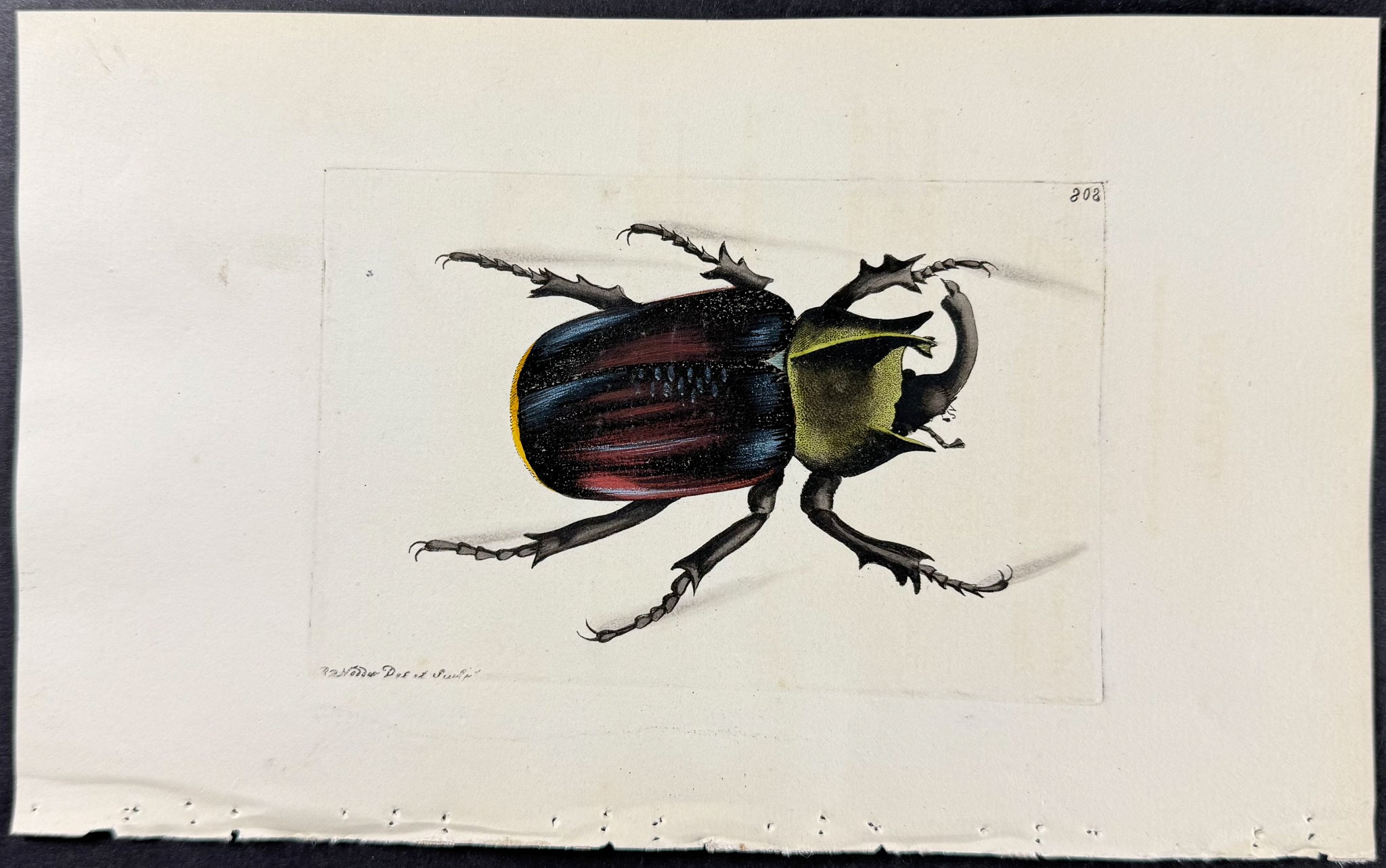 Typhon Scarab Beetle