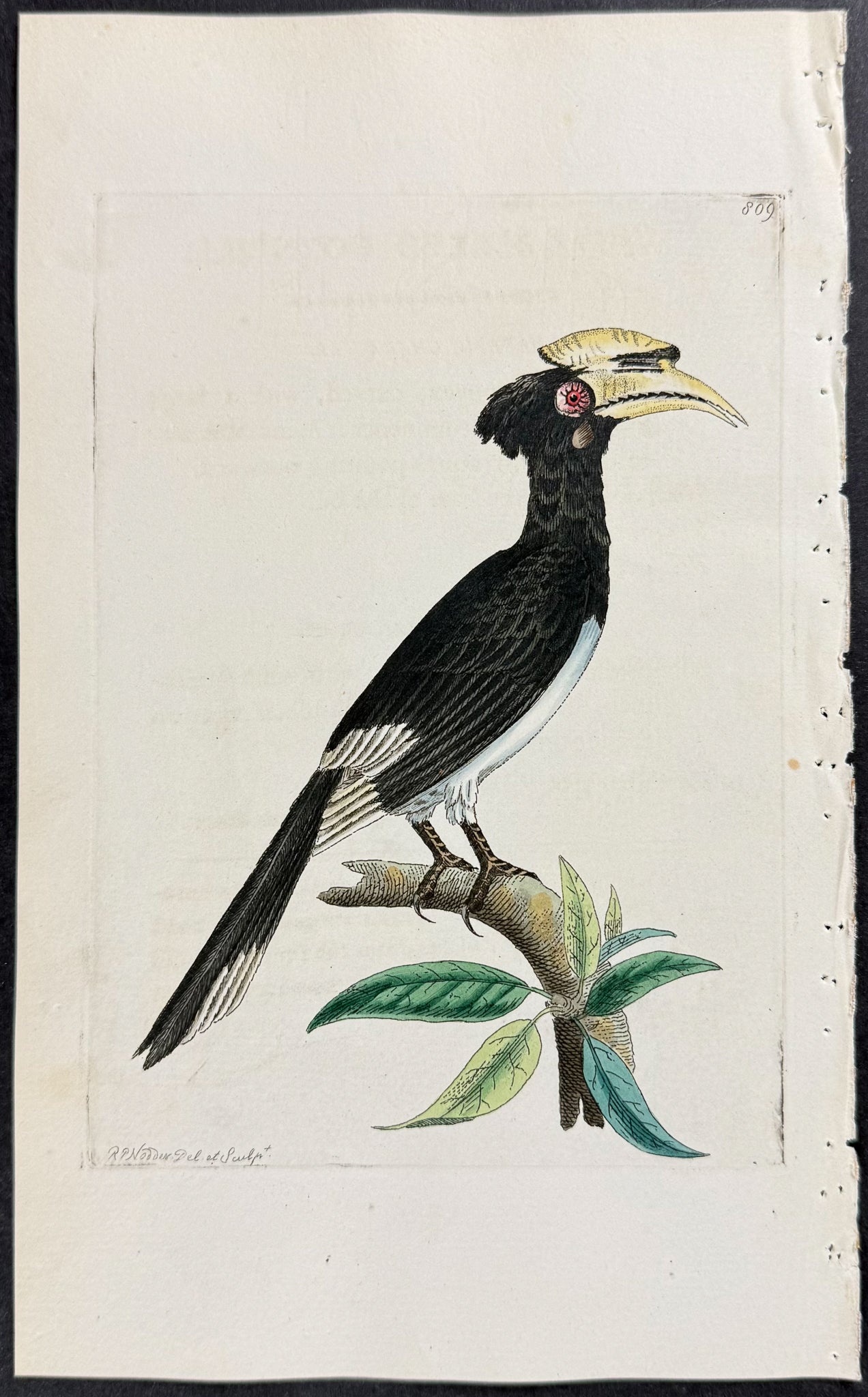 White-beaked Hornbill