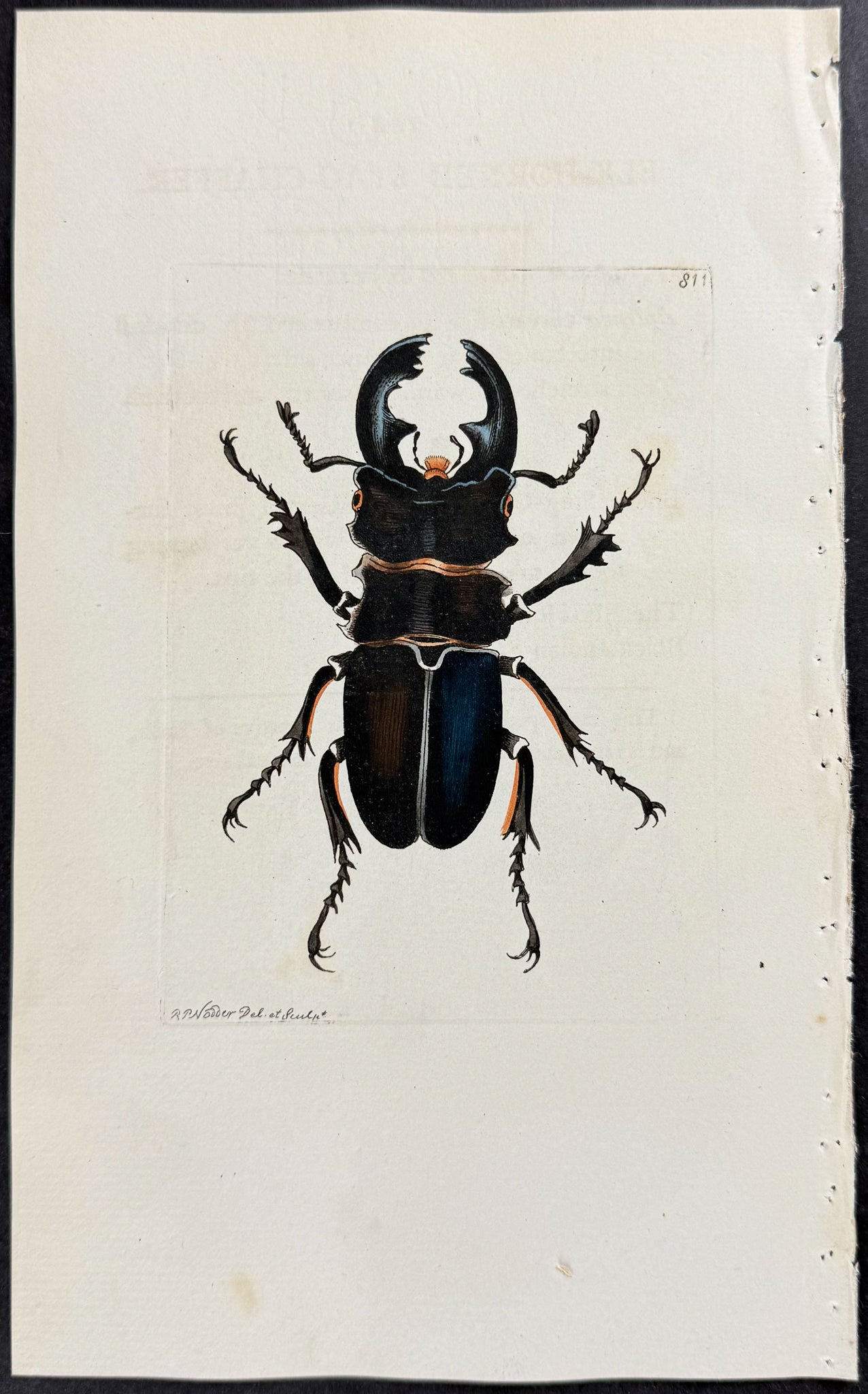 Elk-Horned Stag-Chaffer Beetle