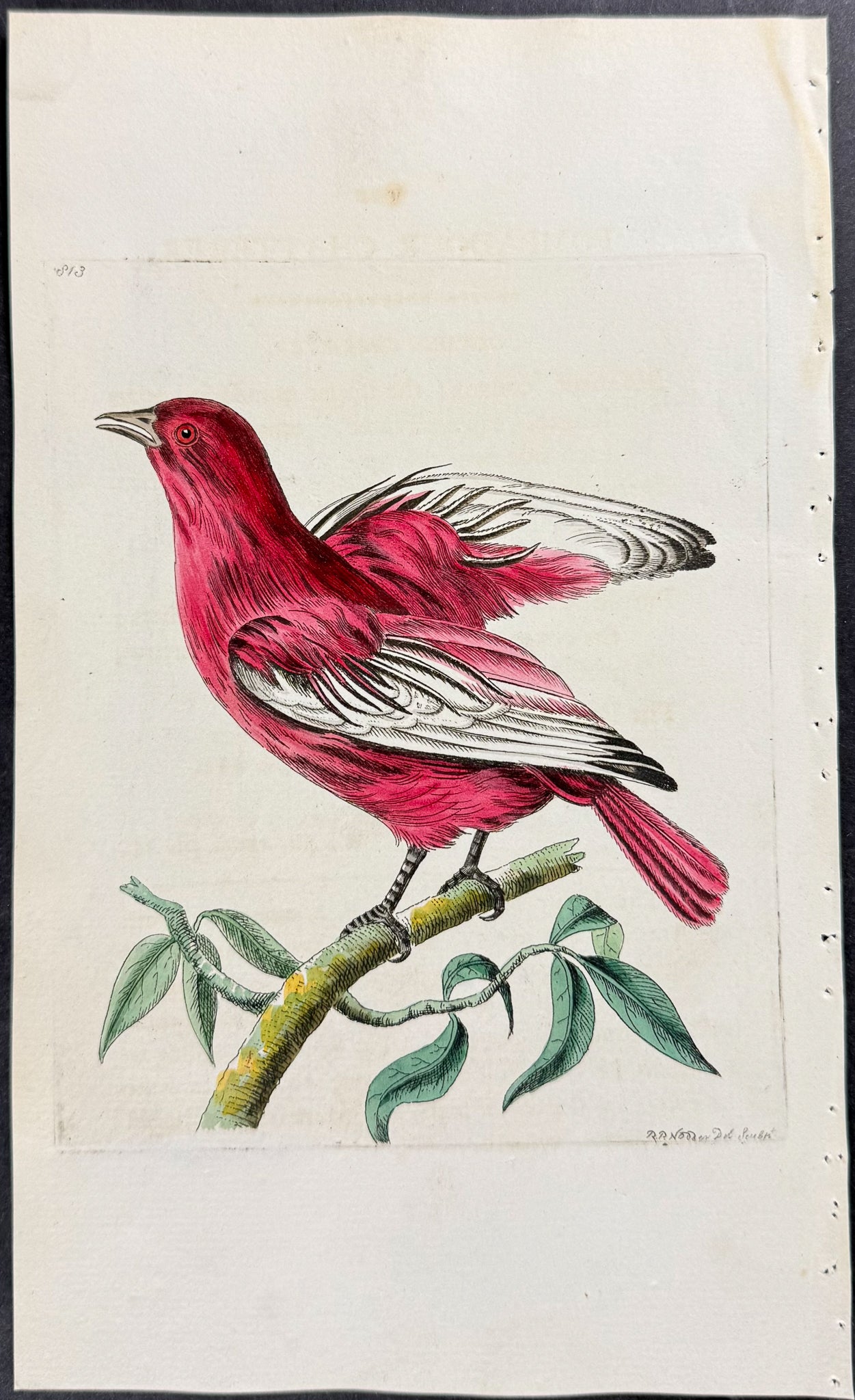 Pompadour Chatterer