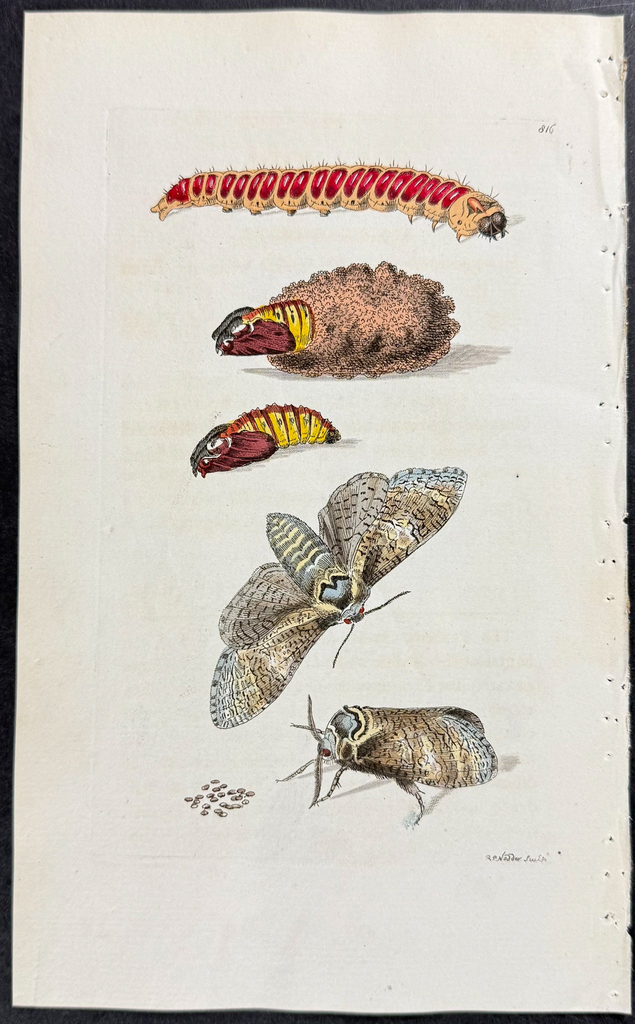 Goat Moth Metamorphosis