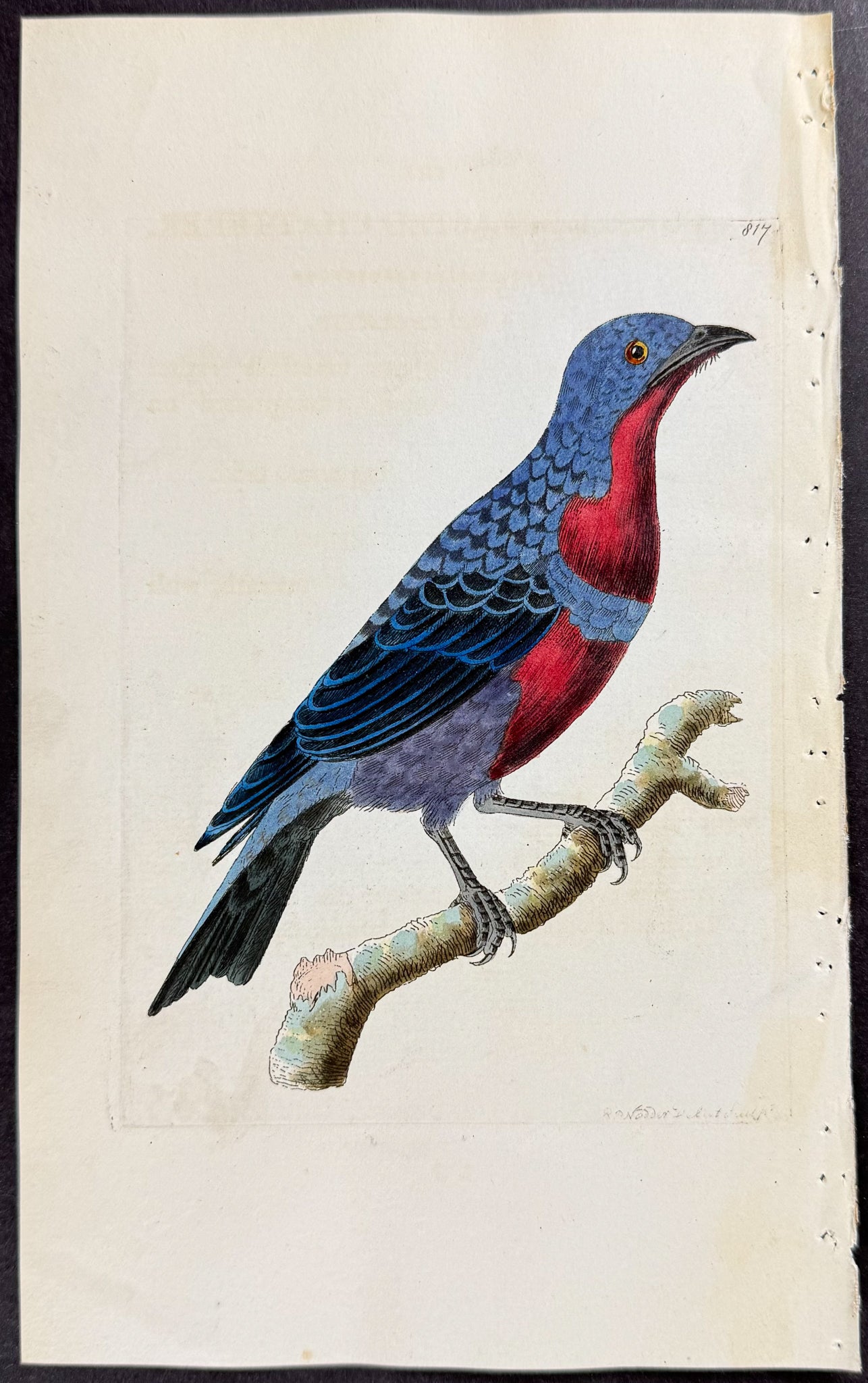 Purple-breasted Chatterer