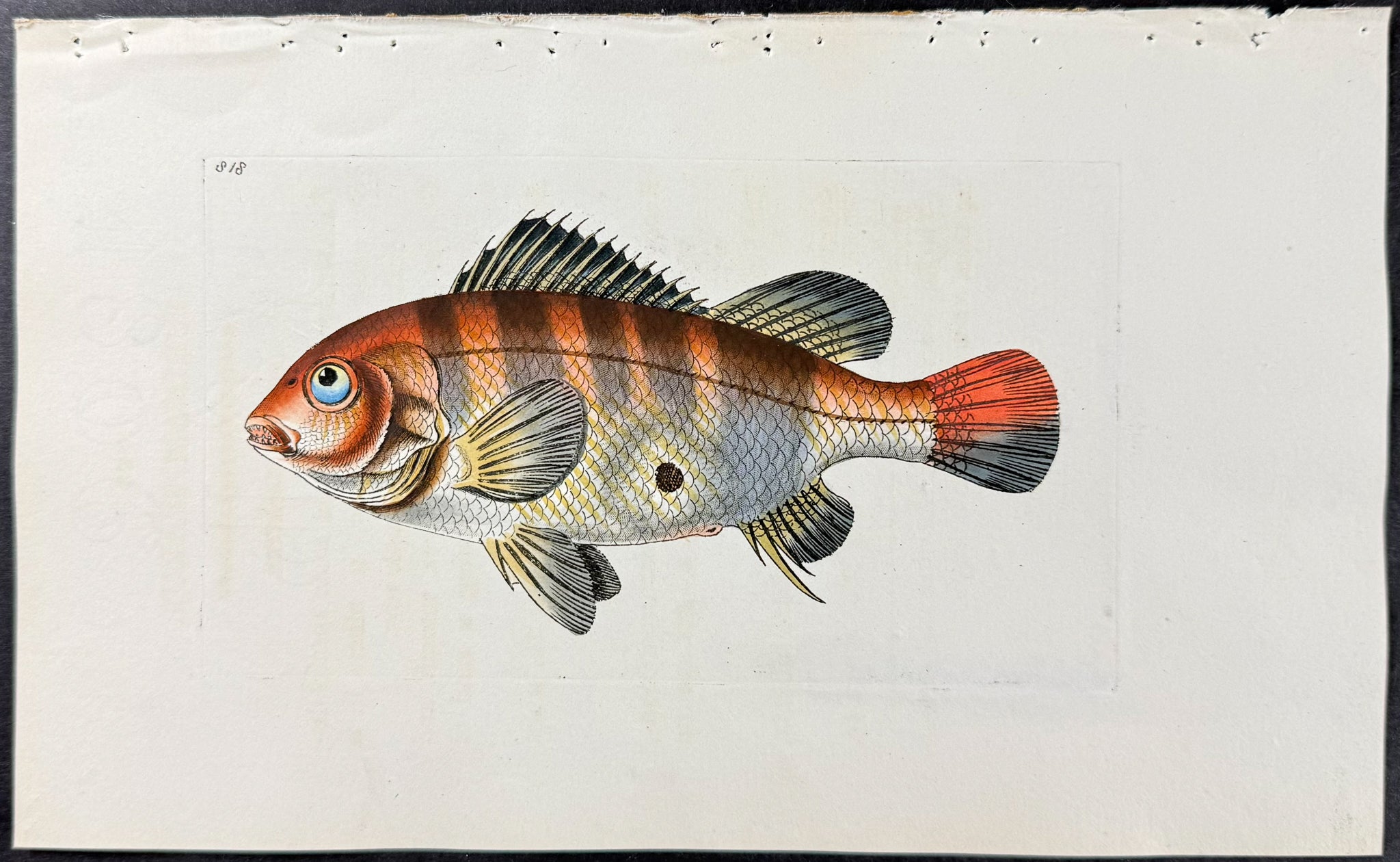 Surinam Sparus
