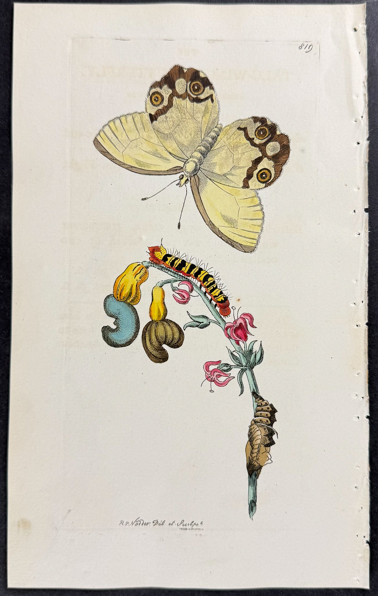Talc-winged Butterfly Metamorphosis