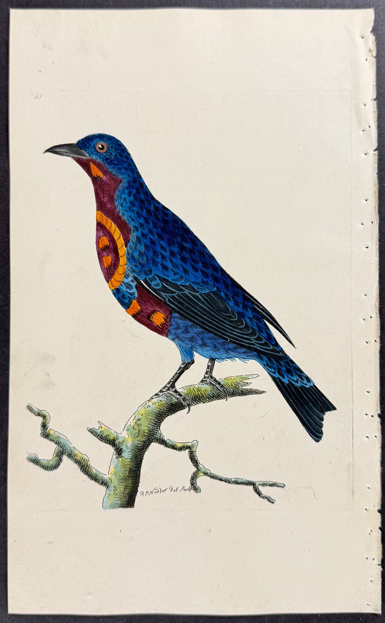 Superb Chatterer