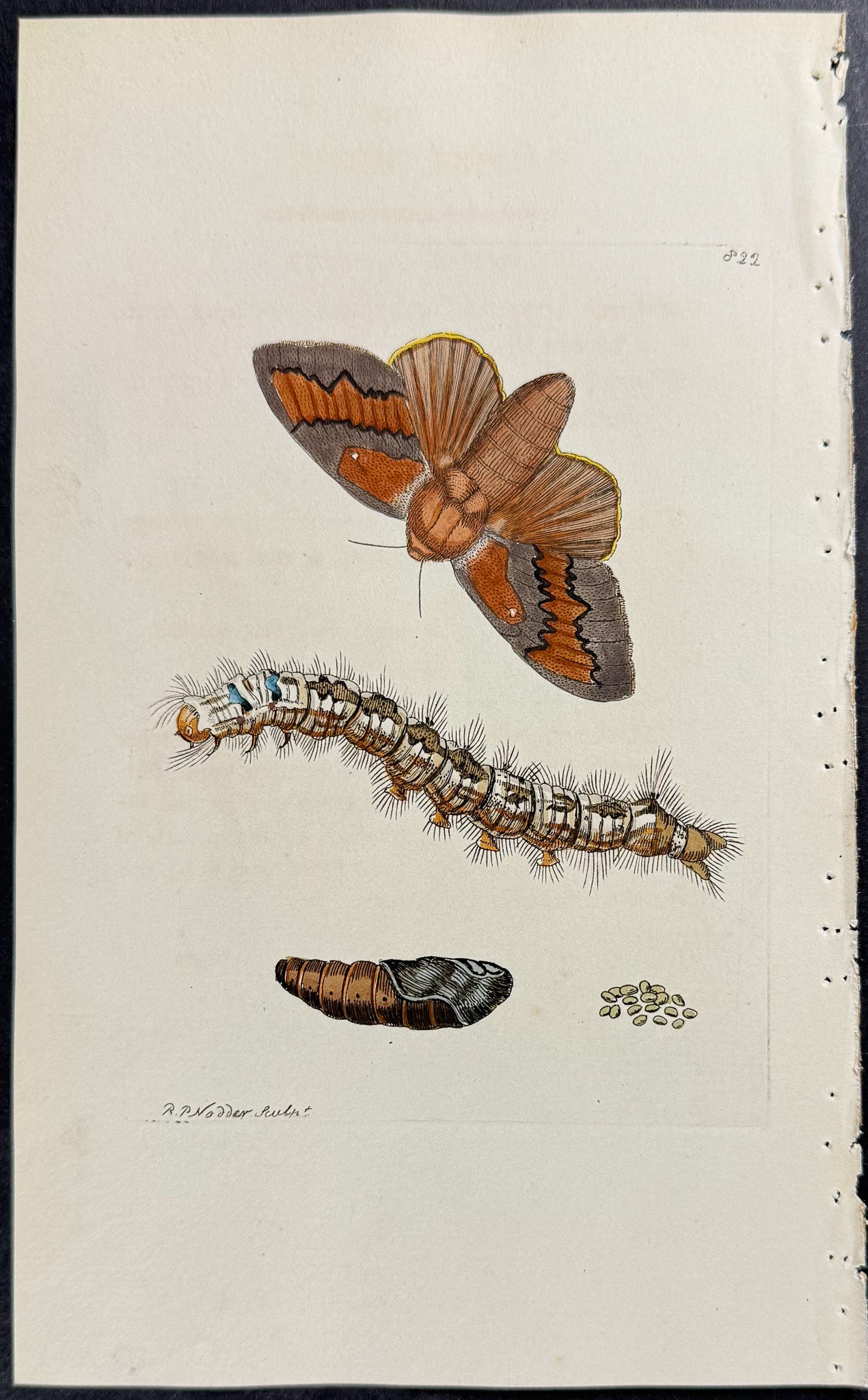 Pine Moth Metamorphosis
