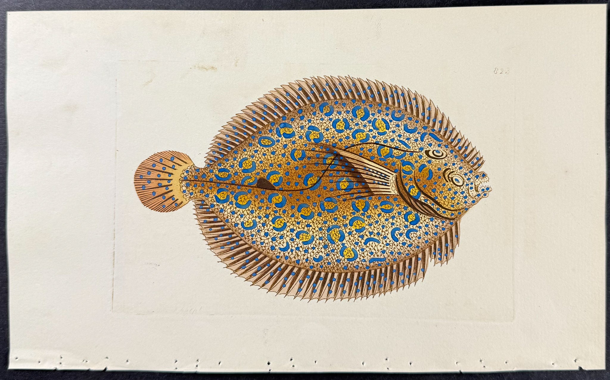 Argus Flounder