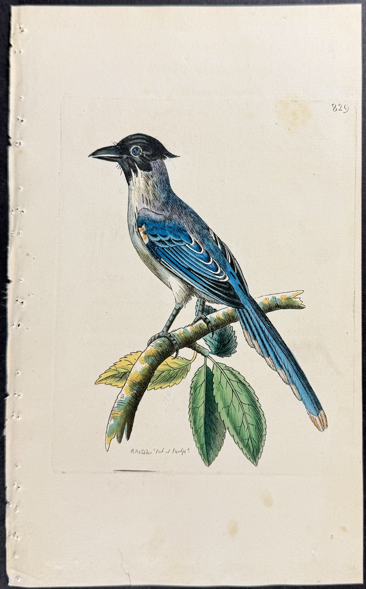 Cyanean Crow