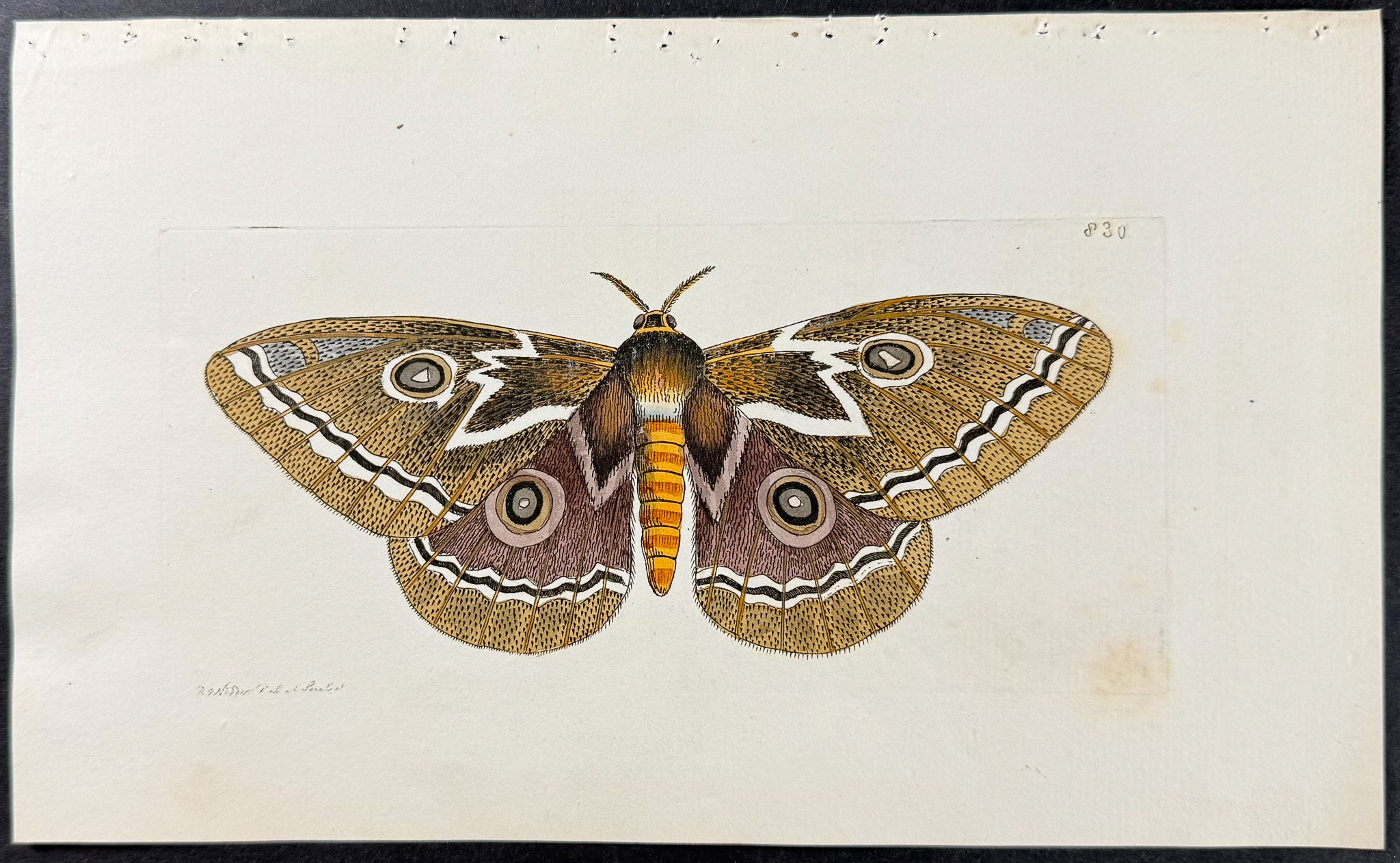 African Peacock Moth