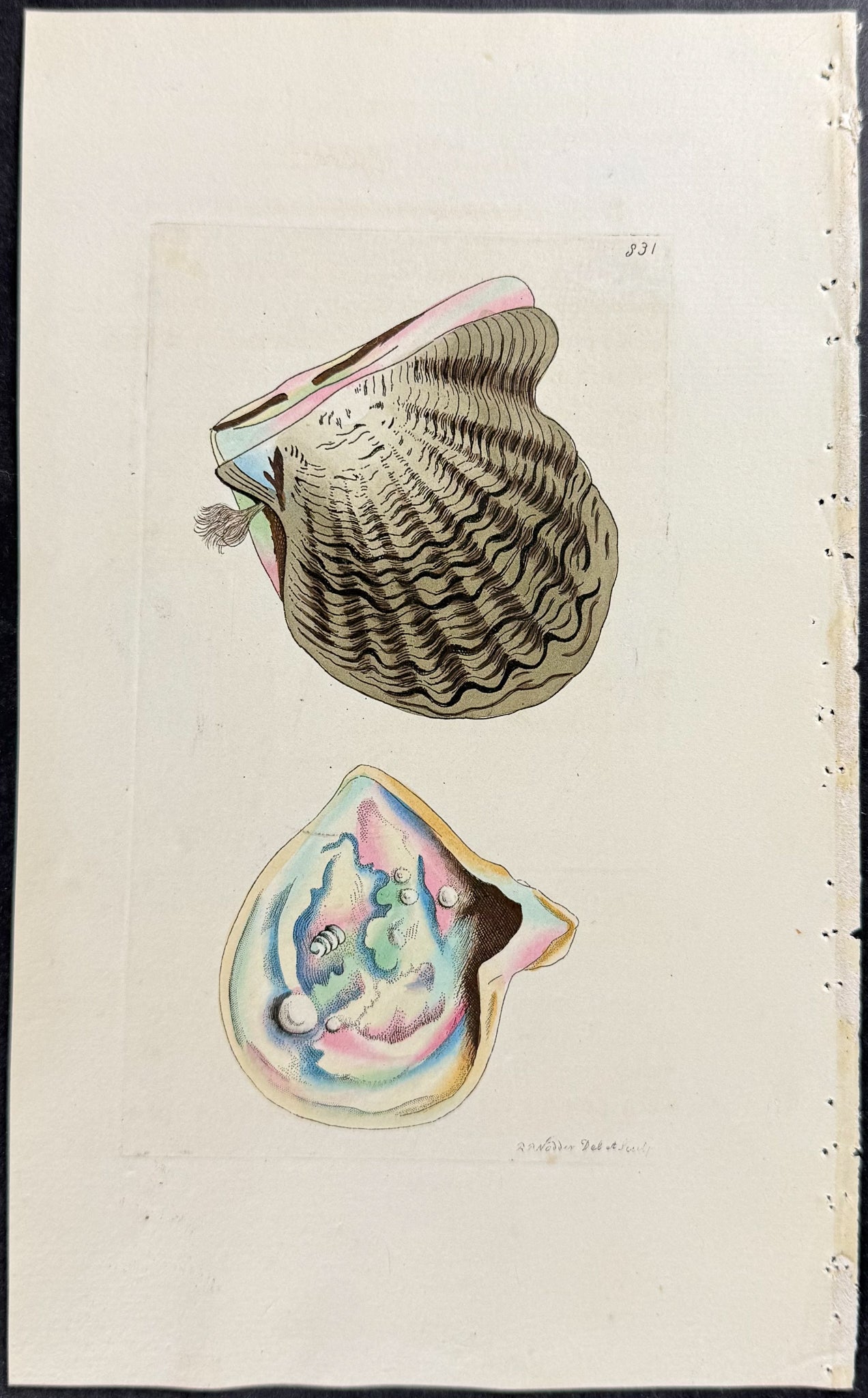 Pearl Muscle Shell