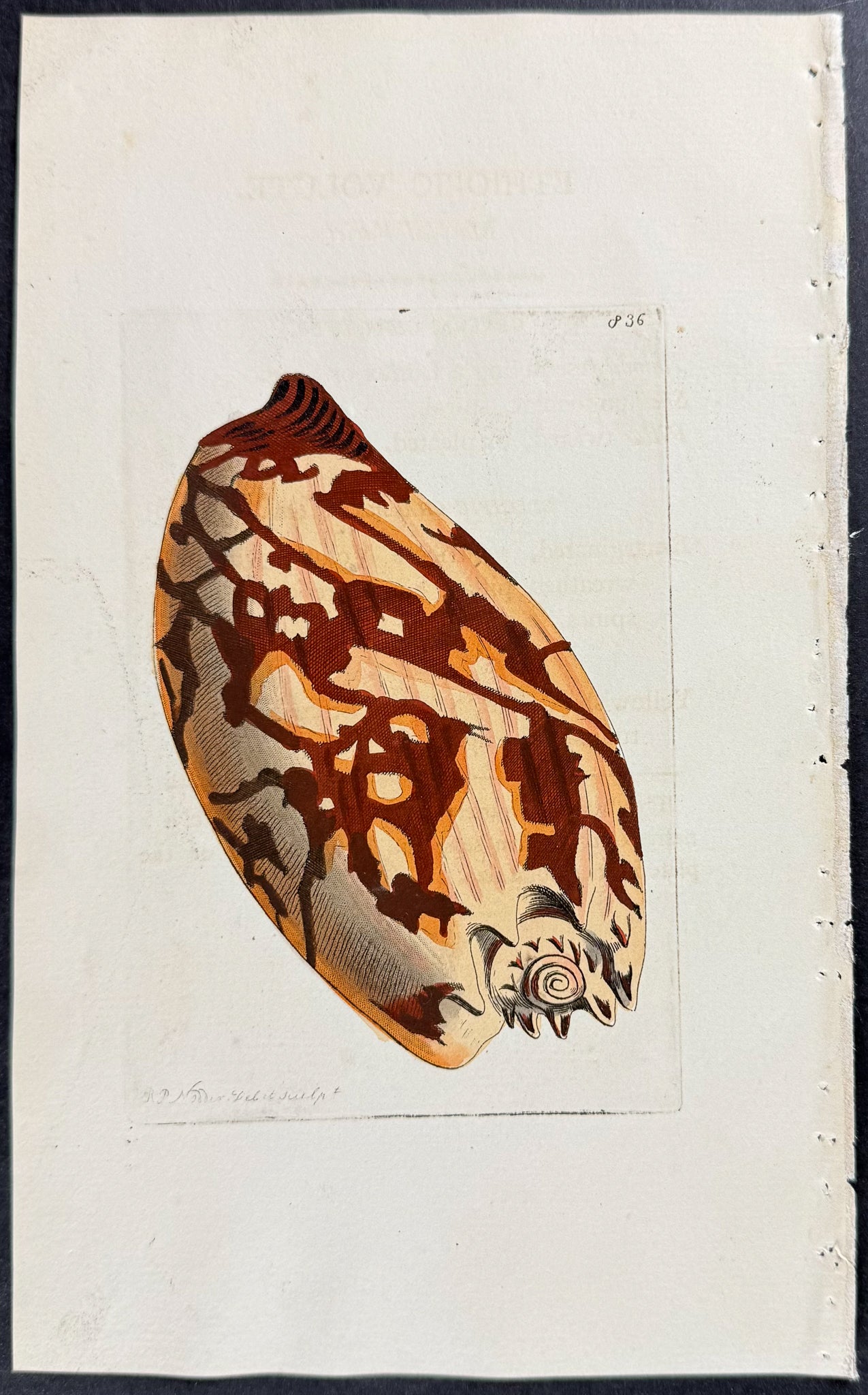 Ethiopic Volute Shell