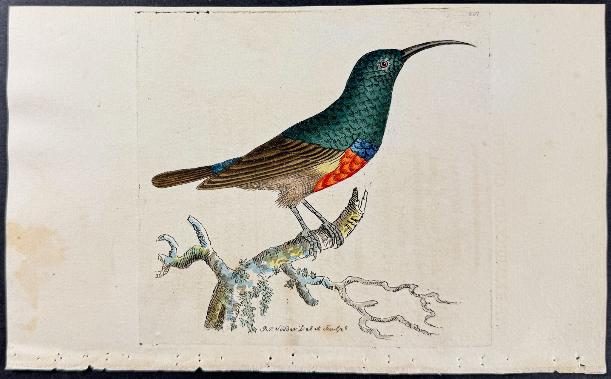 Red-bellied Creeper