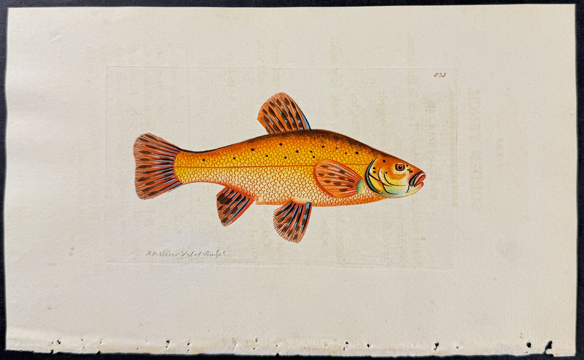 Golden Tench