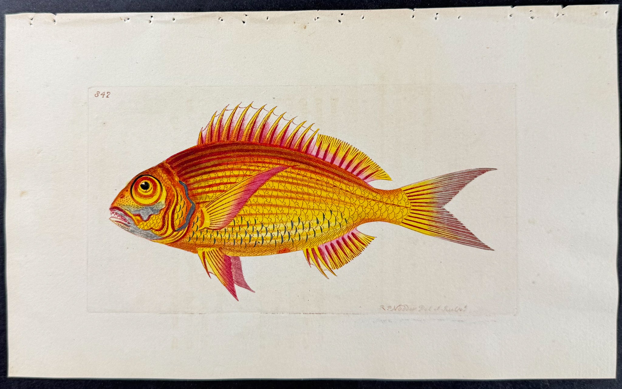 Great-Eyed Sparus Fish