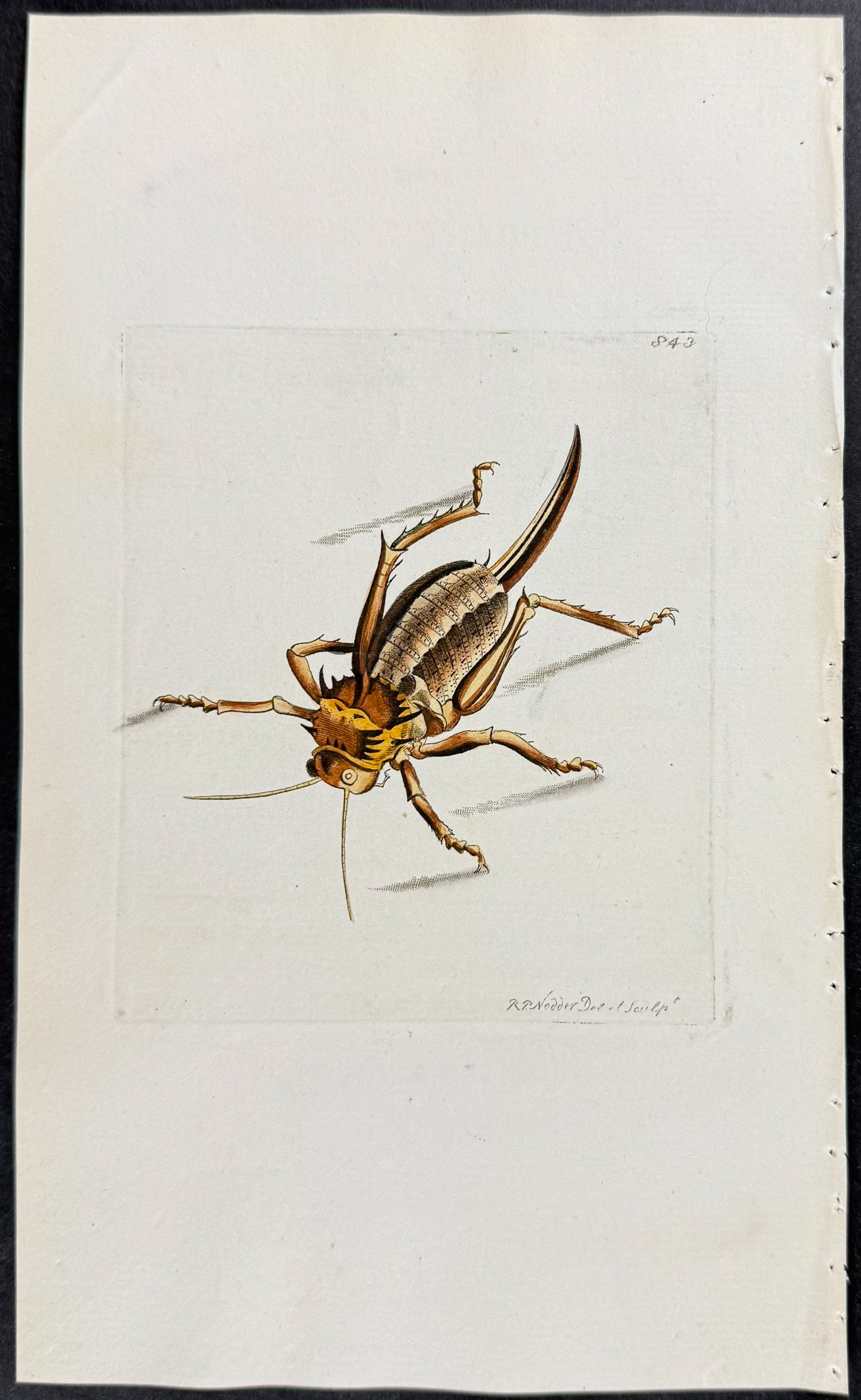 Pupal Locust