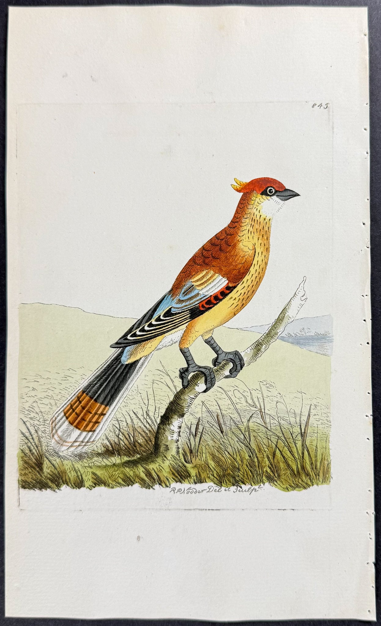 Variegated Cuckow