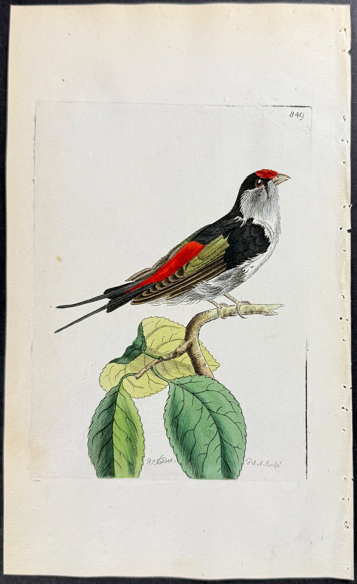 Military Manakin