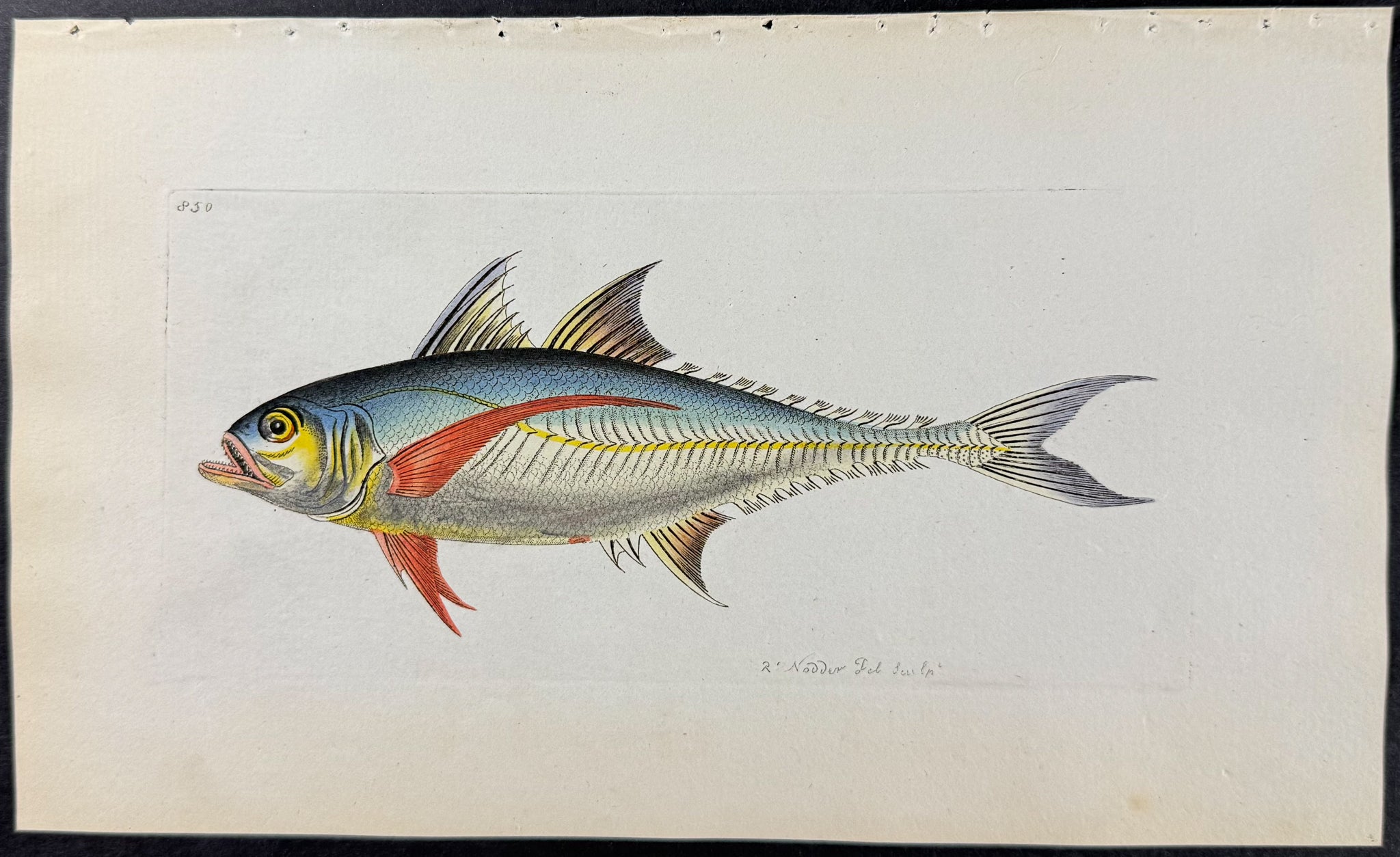 Rottlerian Mackrel